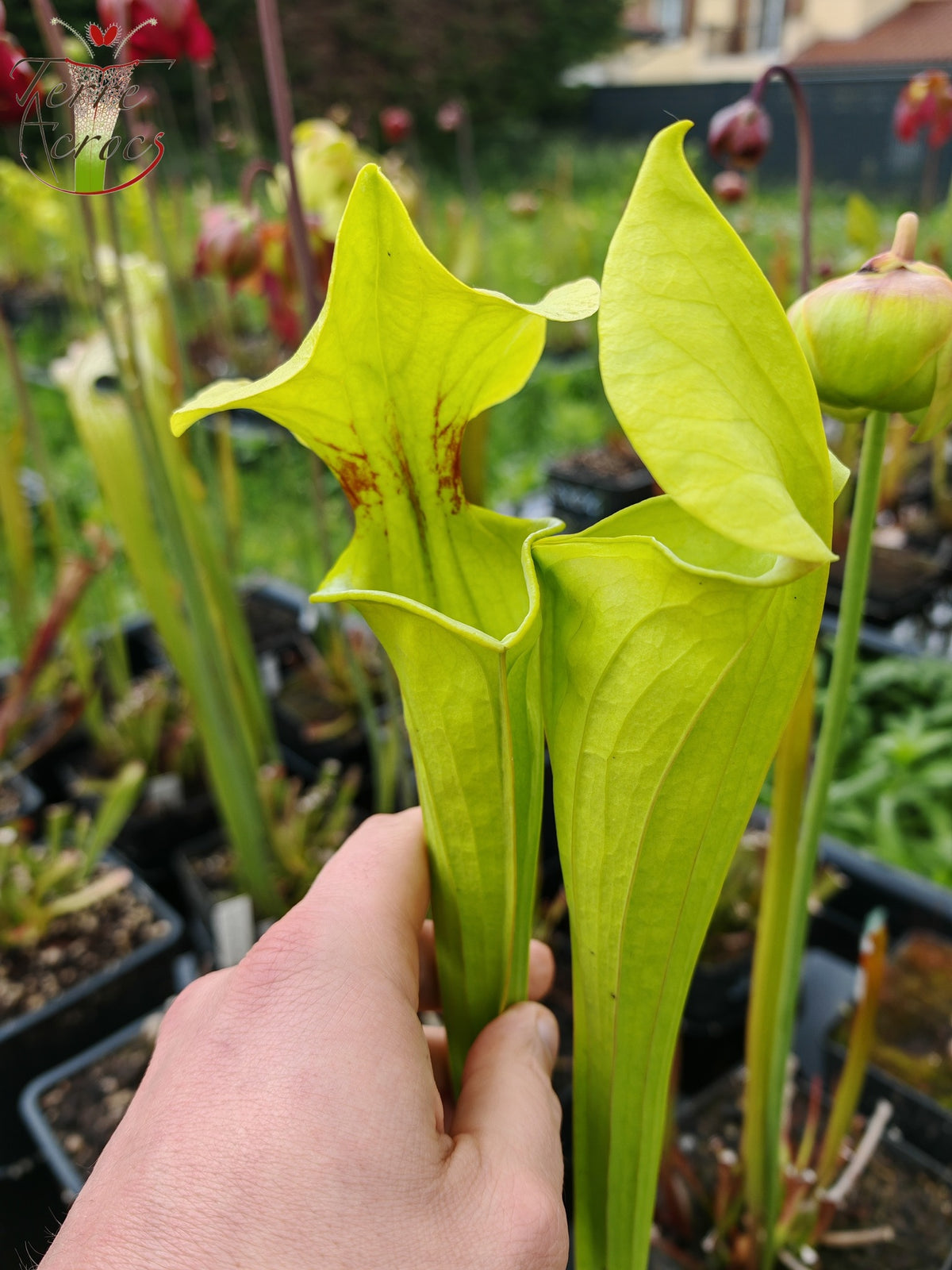 SX34 Sarracenia x (S. x moorei – Marston exotic (clon de 1987)(H24, MK) x S. flava var. rugelii -- Telogia, FL.(WS). Forma muy grande, (F140A MK))
