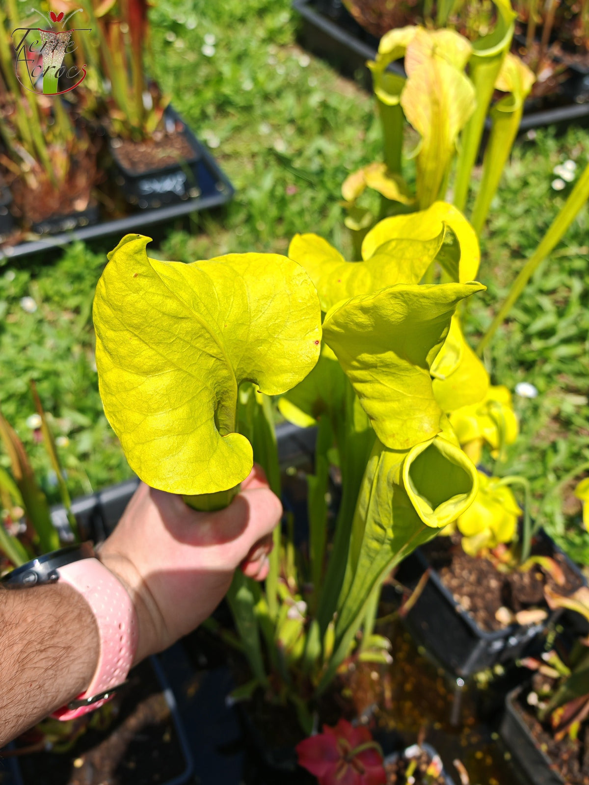 SX34 Sarracenia x (S. x moorei – Marston exotic (clon de 1987)(H24, MK) x S. flava var. rugelii -- Telogia, FL.(WS). Forma muy grande, (F140A MK))