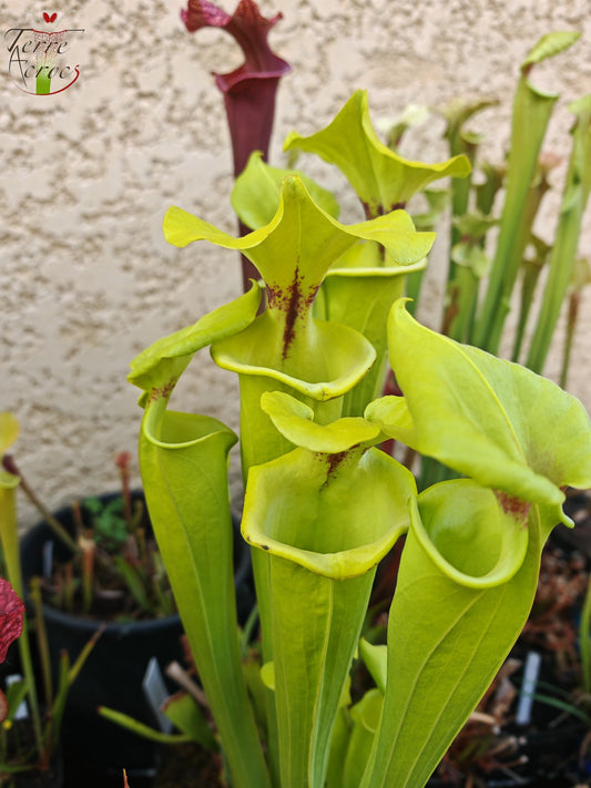 SX34 Sarracenia x (S. x moorei – Marston exotic (1987 clone)(H24, MK) x S. flava var. rugelii -- Telogia, FL.(WS). Very large from, (F140A MK))