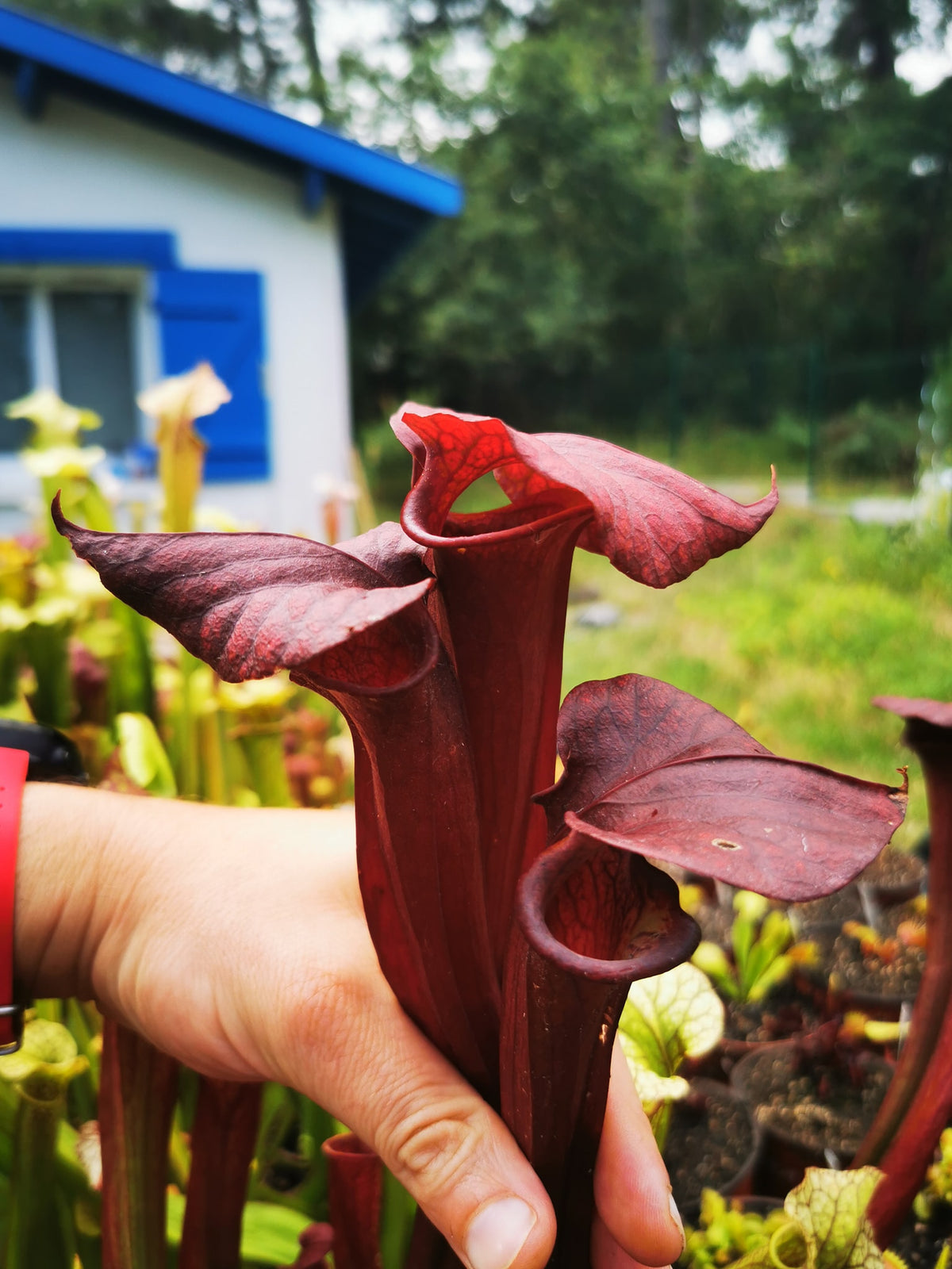 SX36a Sarracenia x (S. x moorei -- "Luben's Red" x S. flava var. ornata)(clon a)