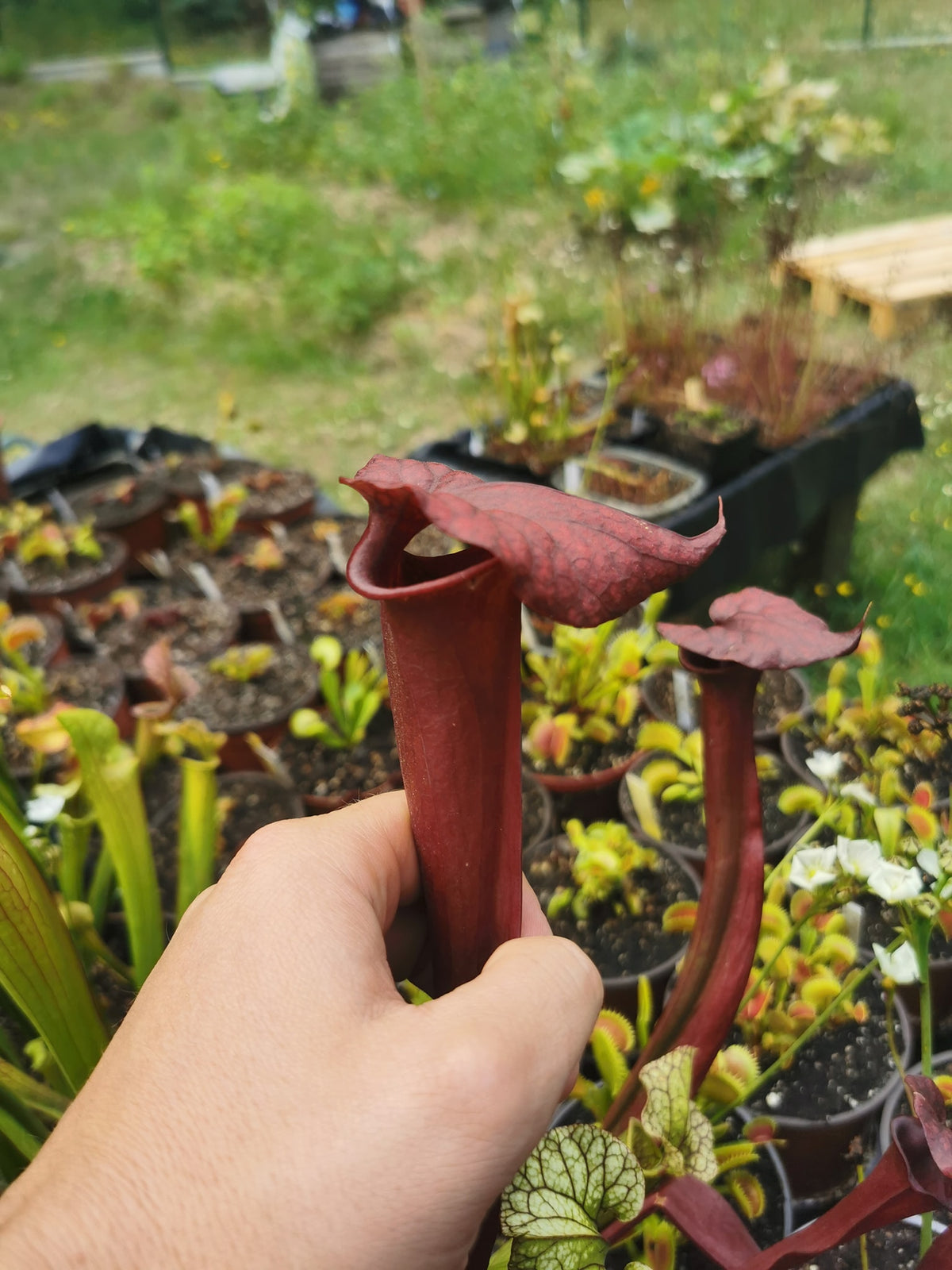 SX36a Sarracenia x (S. x moorei -- "Luben's Red" x S. flava var. ornata)(clon a)