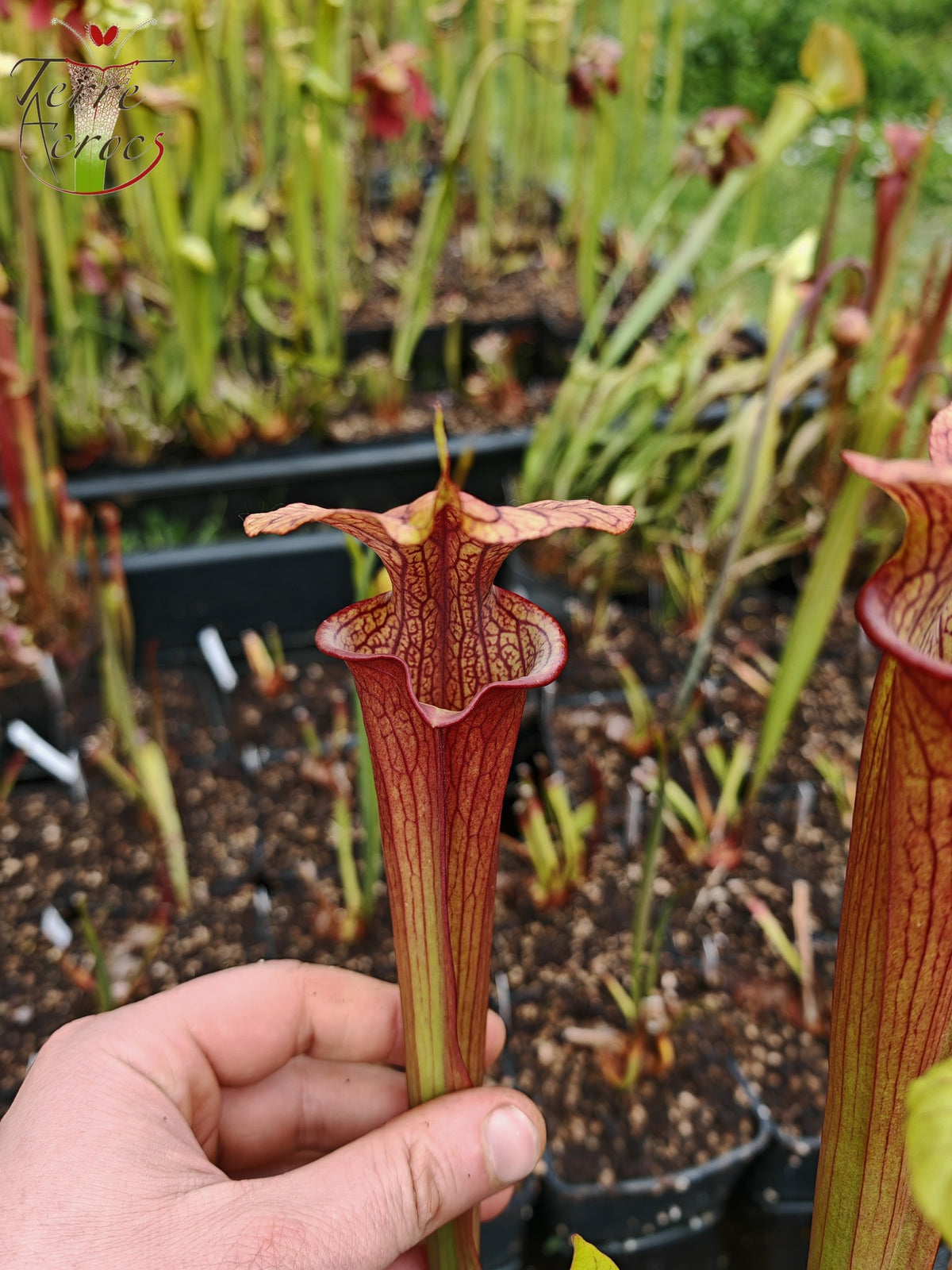 SX36a Sarracenia x (S. x moorei -- "Luben's Red" x S. flava var. ornata)(clon a)