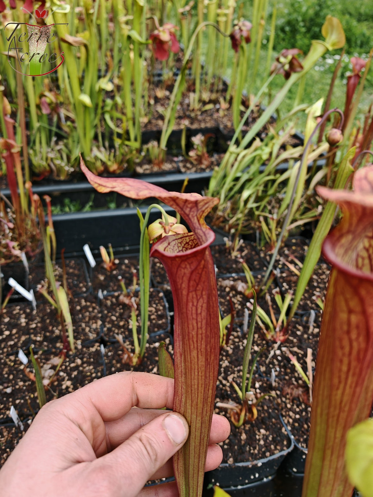 SX36a Sarracenia x (S. x moorei -- "Luben's Red" x S. flava var. ornata)(clon a)