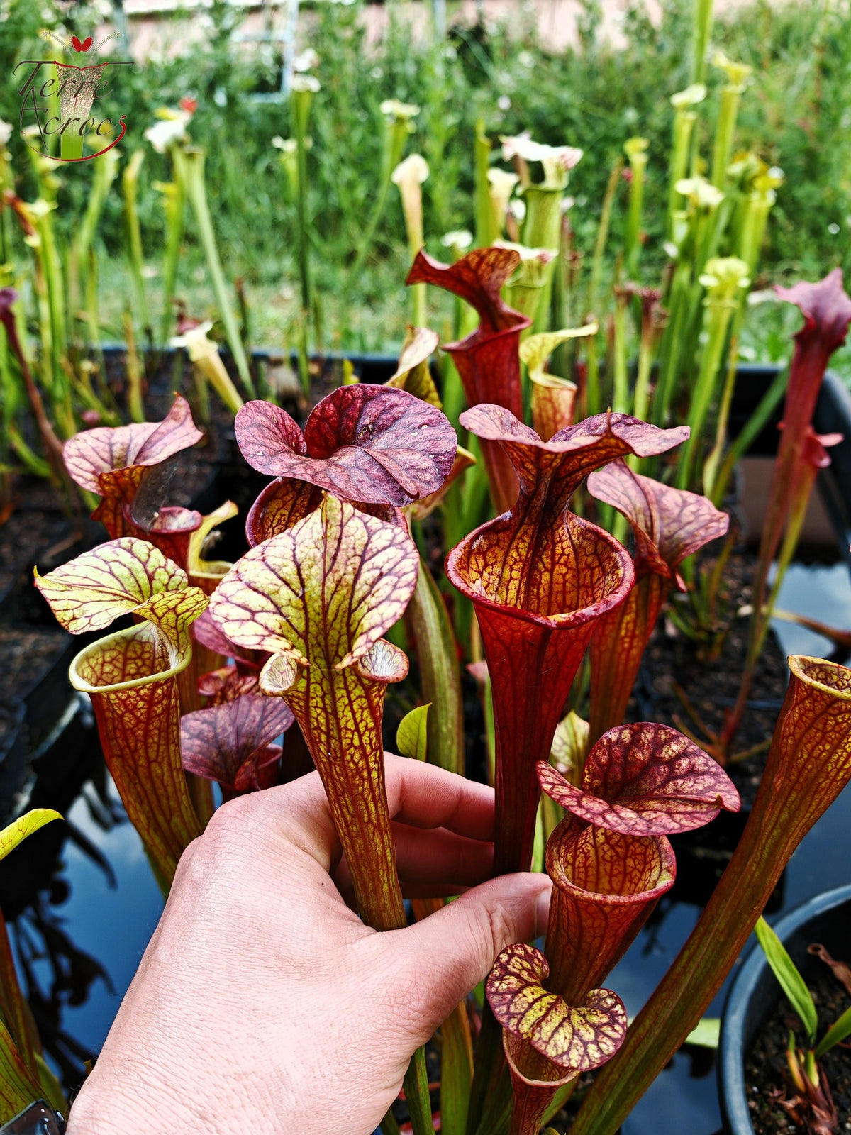 SX36b Sarracenia x (S. x moorei -- "Luben's Red" x S. flava var. ornata)(clon b)