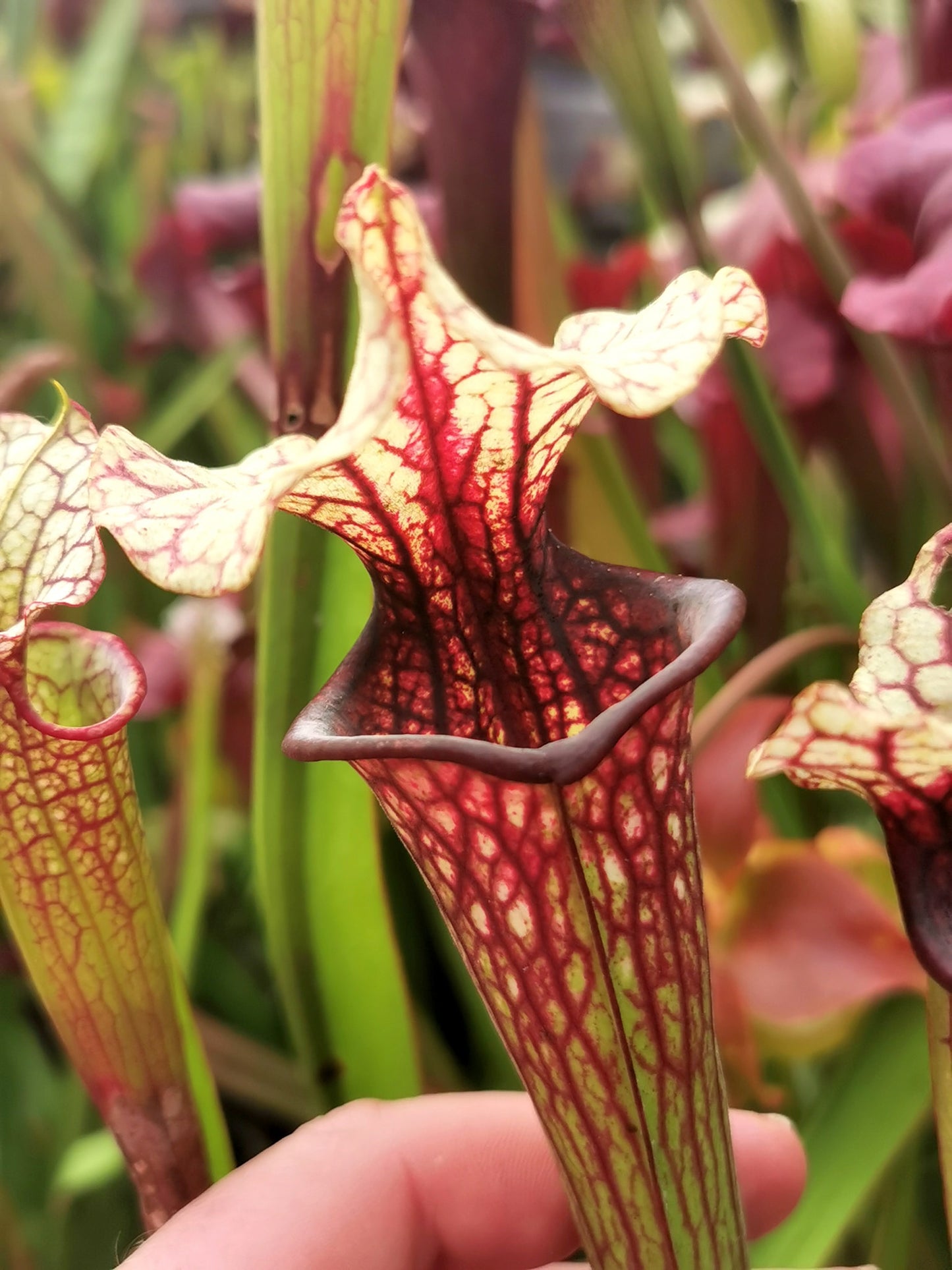 SX37a Sarracenia x "Soul Reaver"