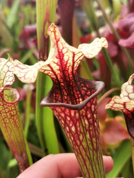 SX37a Sarracenia x "Soul Reaver"