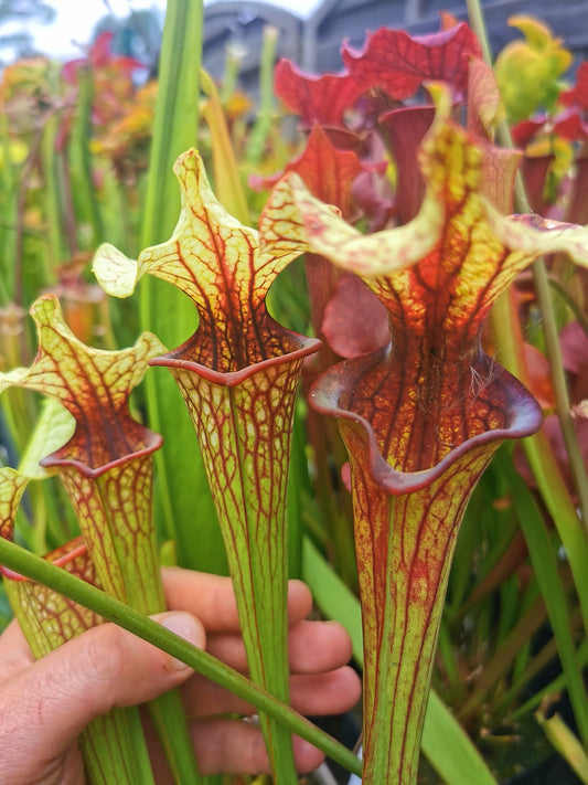 SX37a Sarracenia x "Soul Reaver"