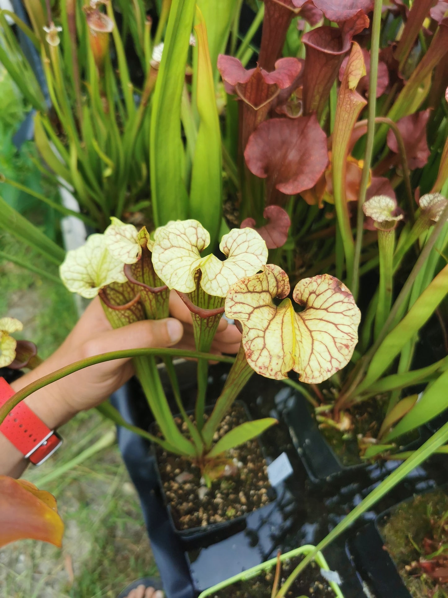 SX37a Sarracenia x "Soul Reaver"