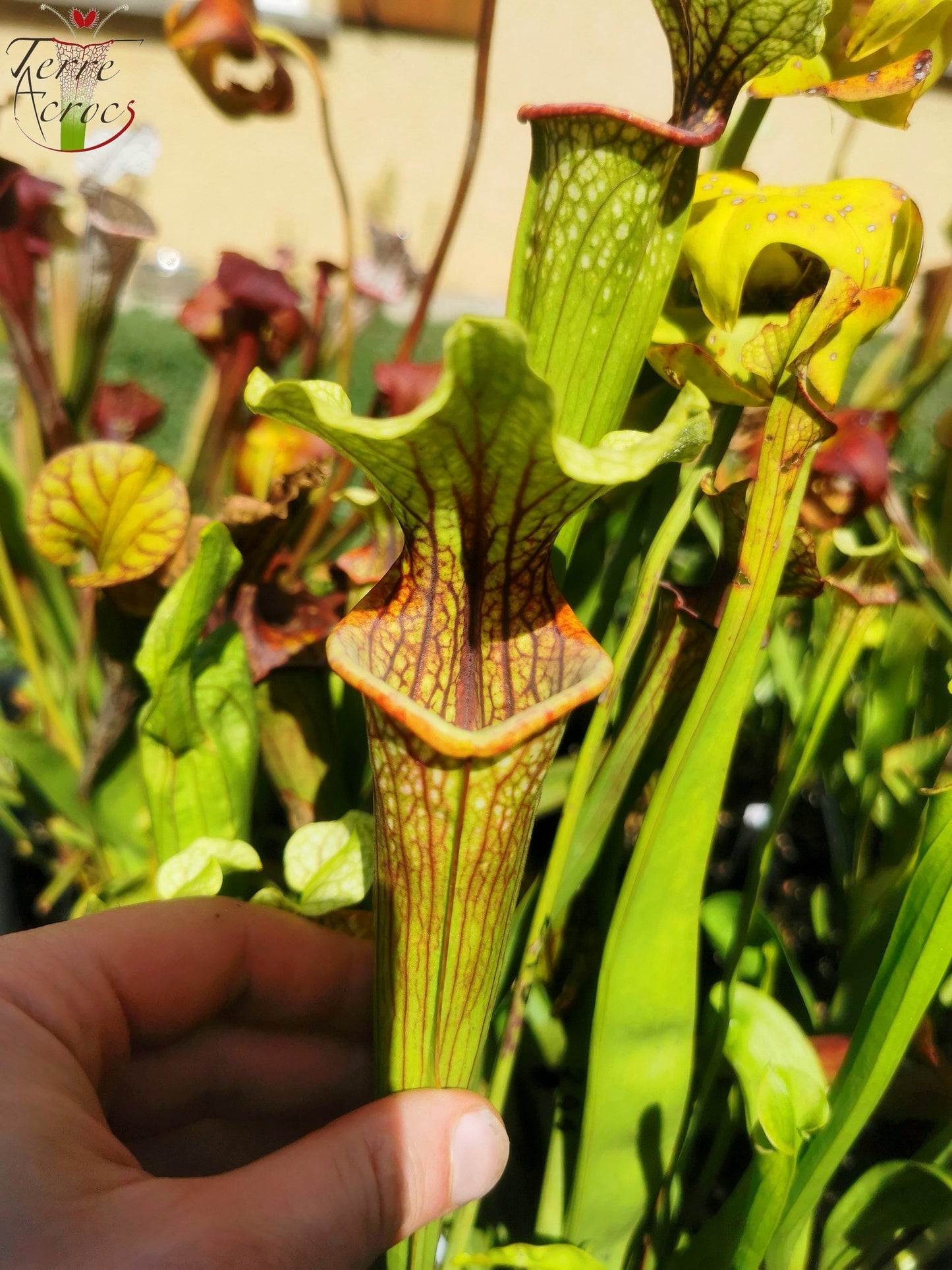 SX37a Sarracenia x "Soul Reaver"