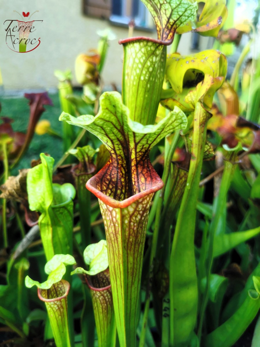 SX37a Sarracenia x "Soul Reaver"