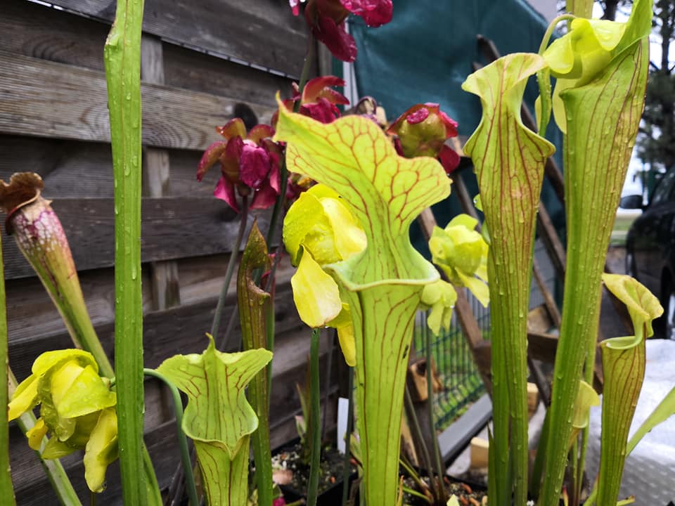 SX37b Sarracenia x ('H12A x HNI12') (Clone B)