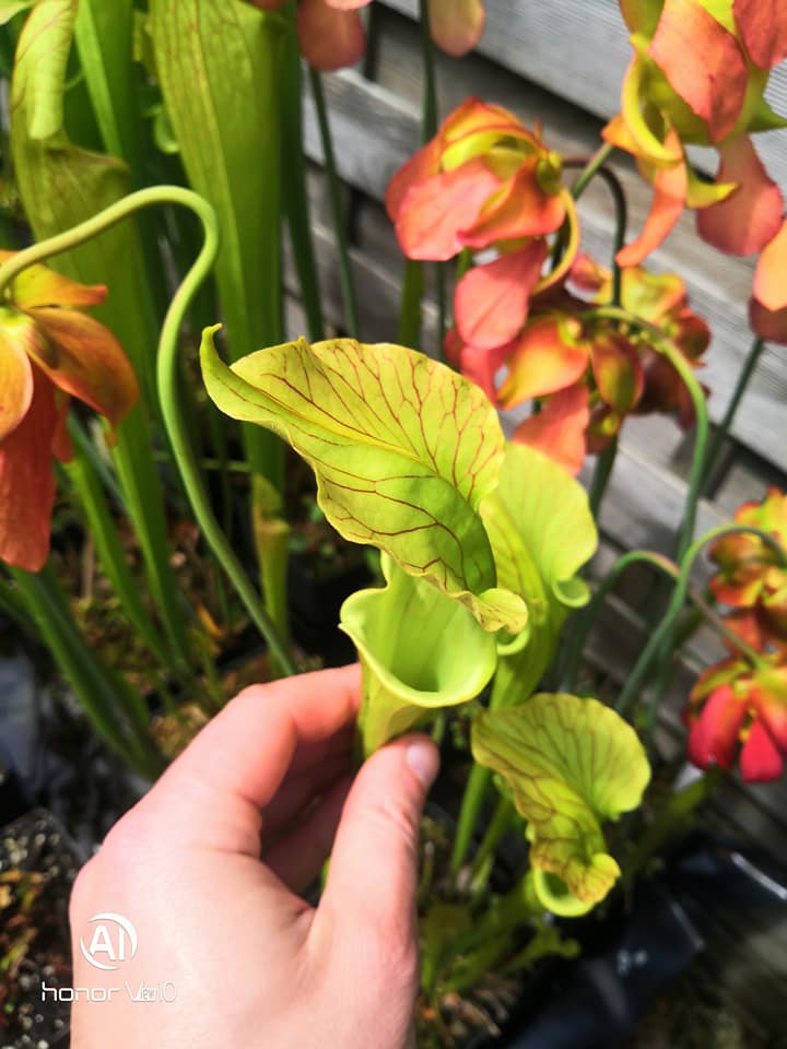 SX37b Sarracenia x ('H12A x HNI12') (Clone B)