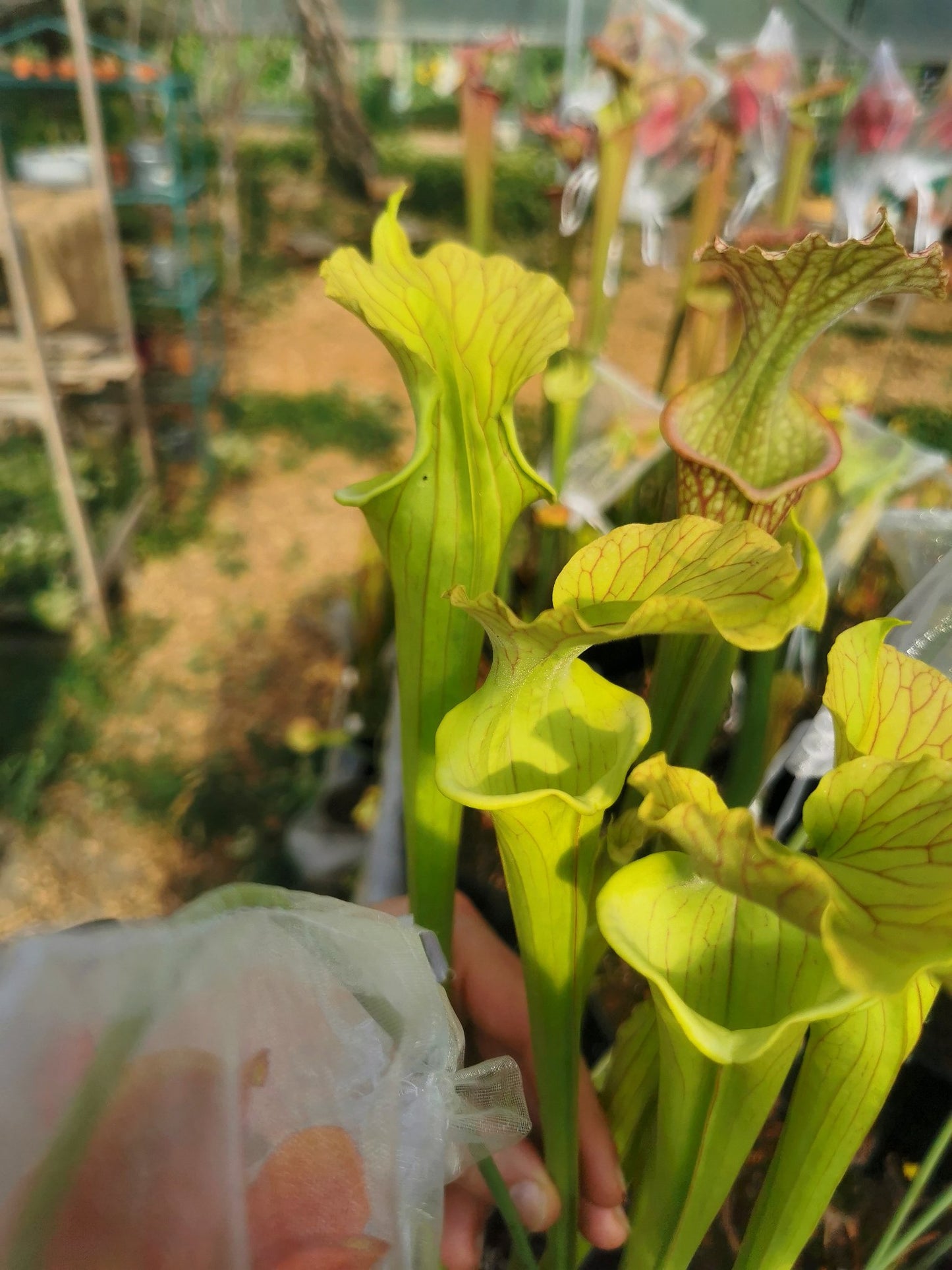 SX37b Sarracenia x ('H12A x HNI12') (Clone B)