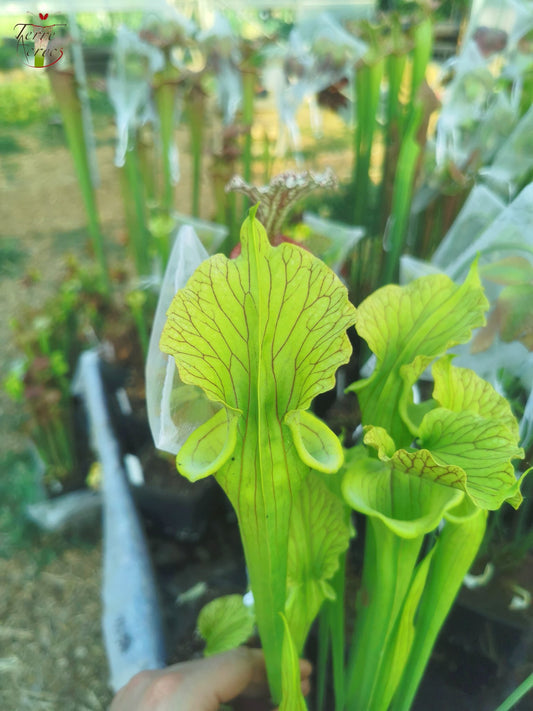 SX37b Sarracenia x ('H12A x HNI12') (Clone B)