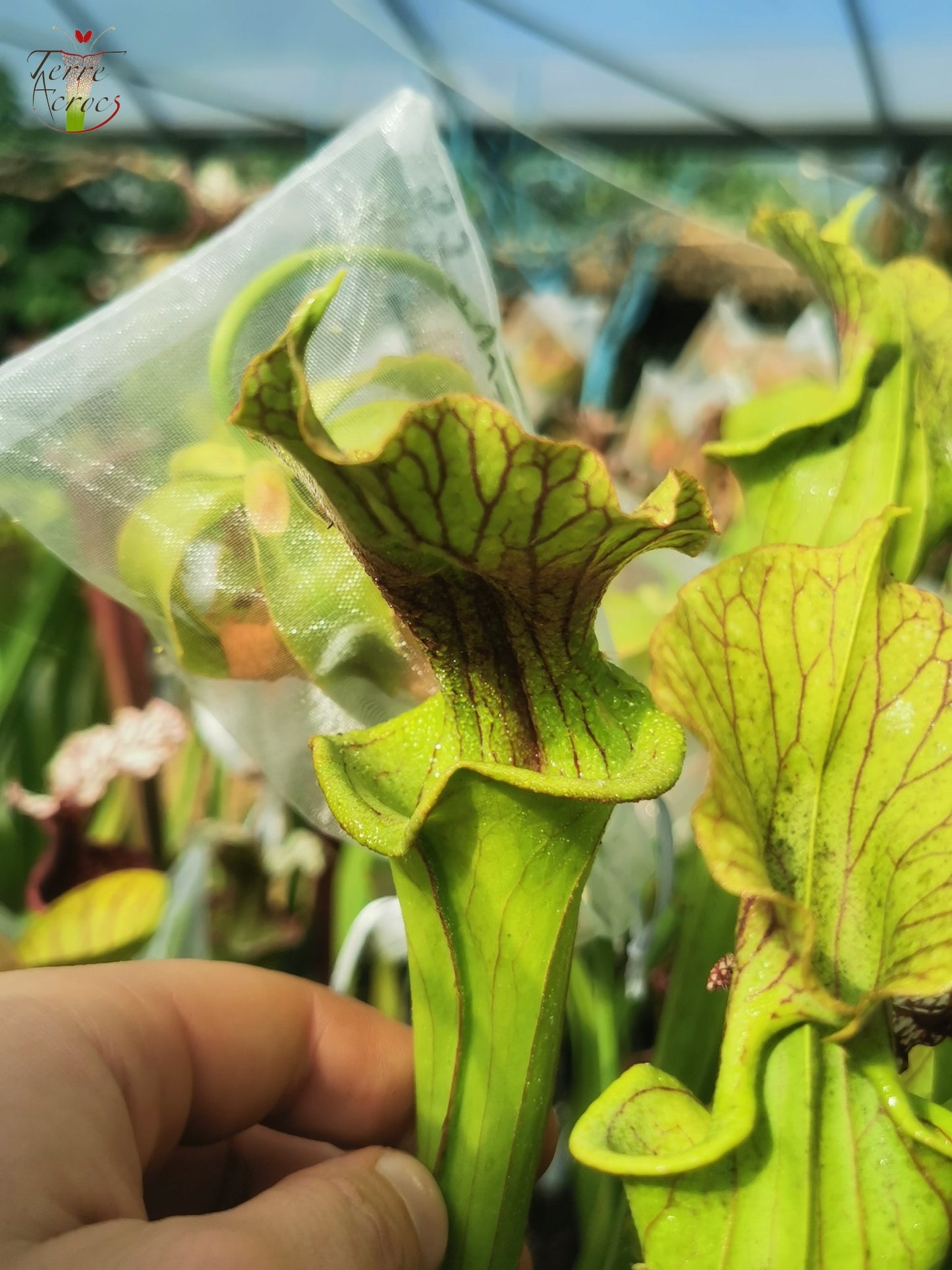 SX37b Sarracenia x ('H12A x HNI12') (Clone B)