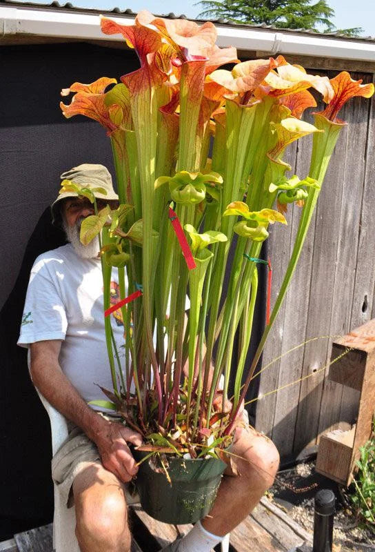 SX38 Sarracenia x "Doreen's Colossus"