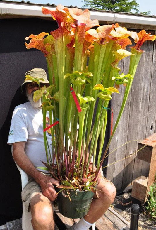 SX38 Sarracenia x "Doreen's Colossus"