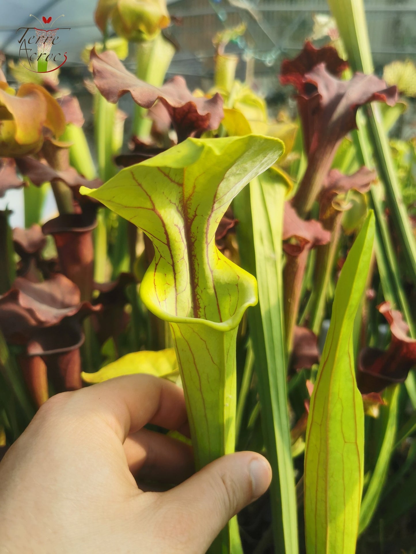 SX38 Sarracenia x "Doreen's Colossus"