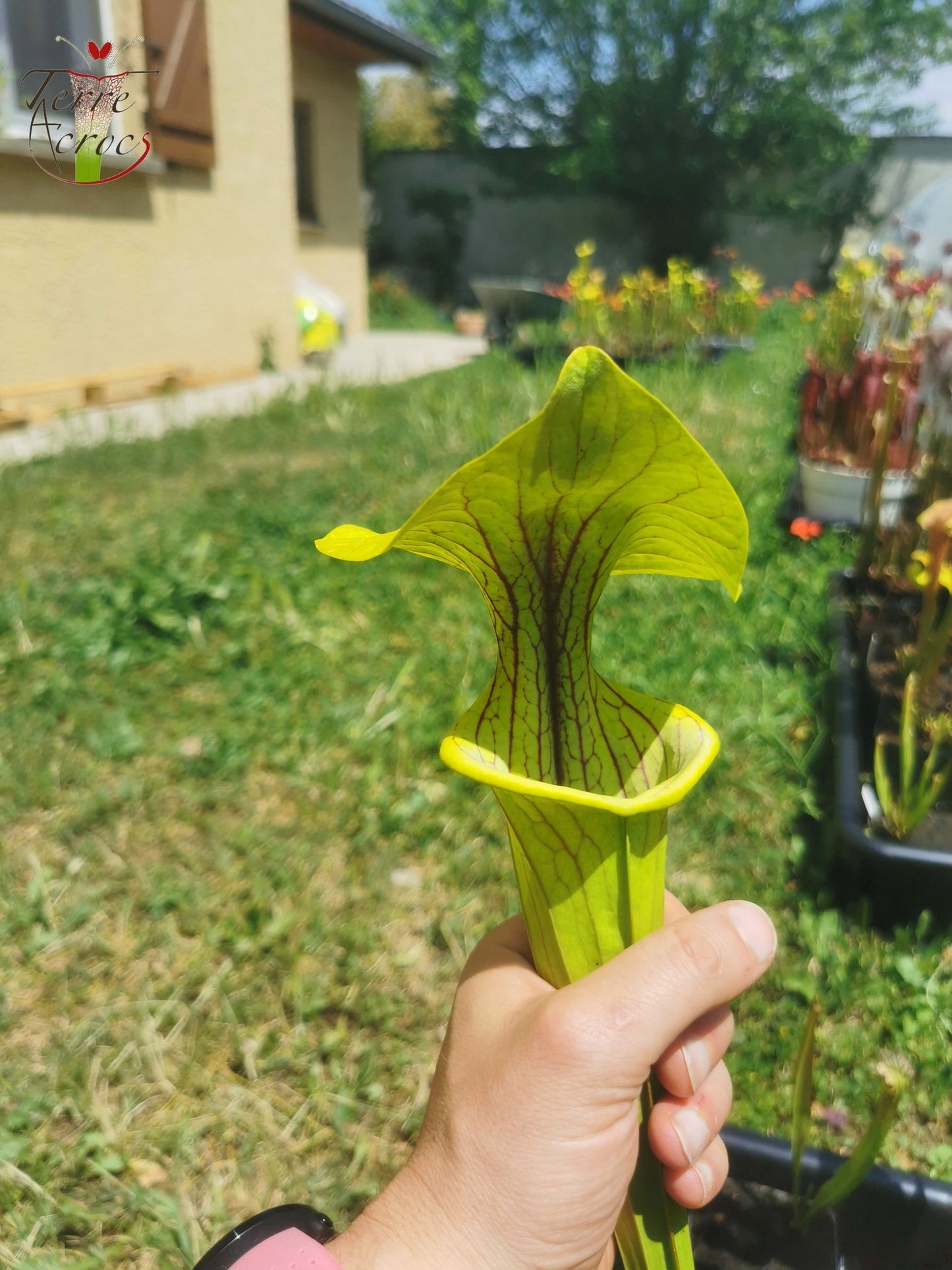 SX38 Sarracenia x "Doreen's Colossus"
