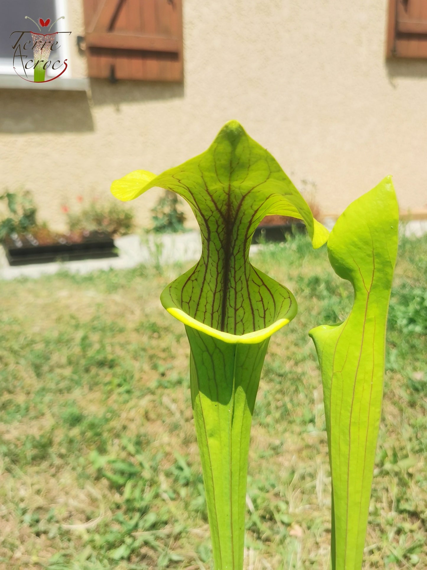 SX38 Sarracenia x "Doreen's Colossus"