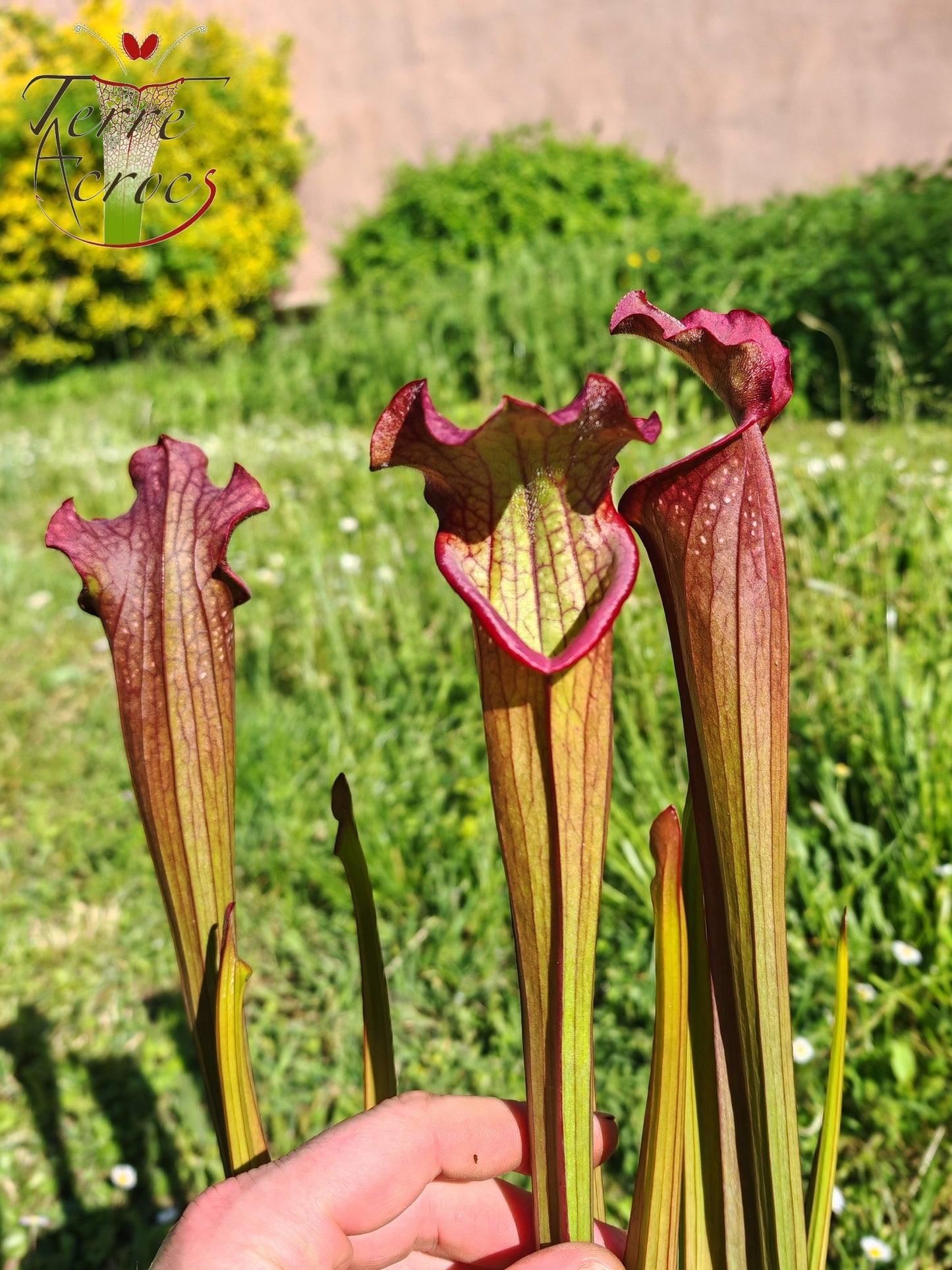 SX39 Sarracenia x Pélican