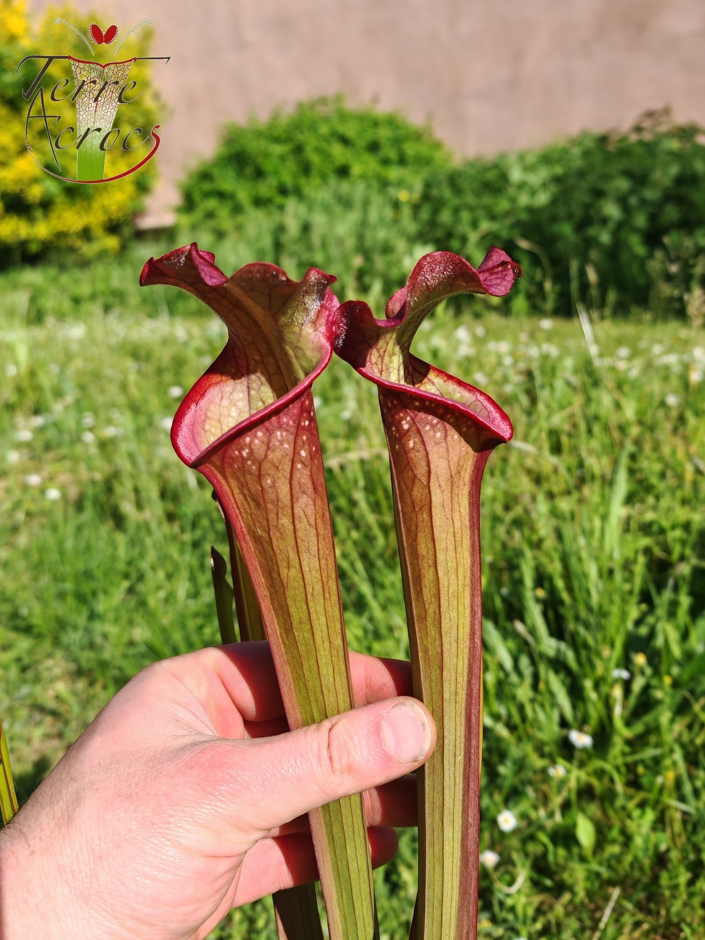 SX39 Sarracenia x Pélican