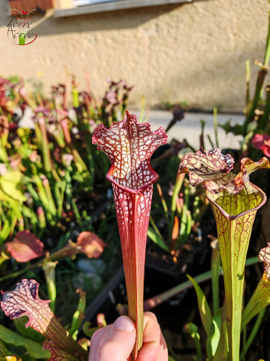 SX39 Sarracenia x Pélican