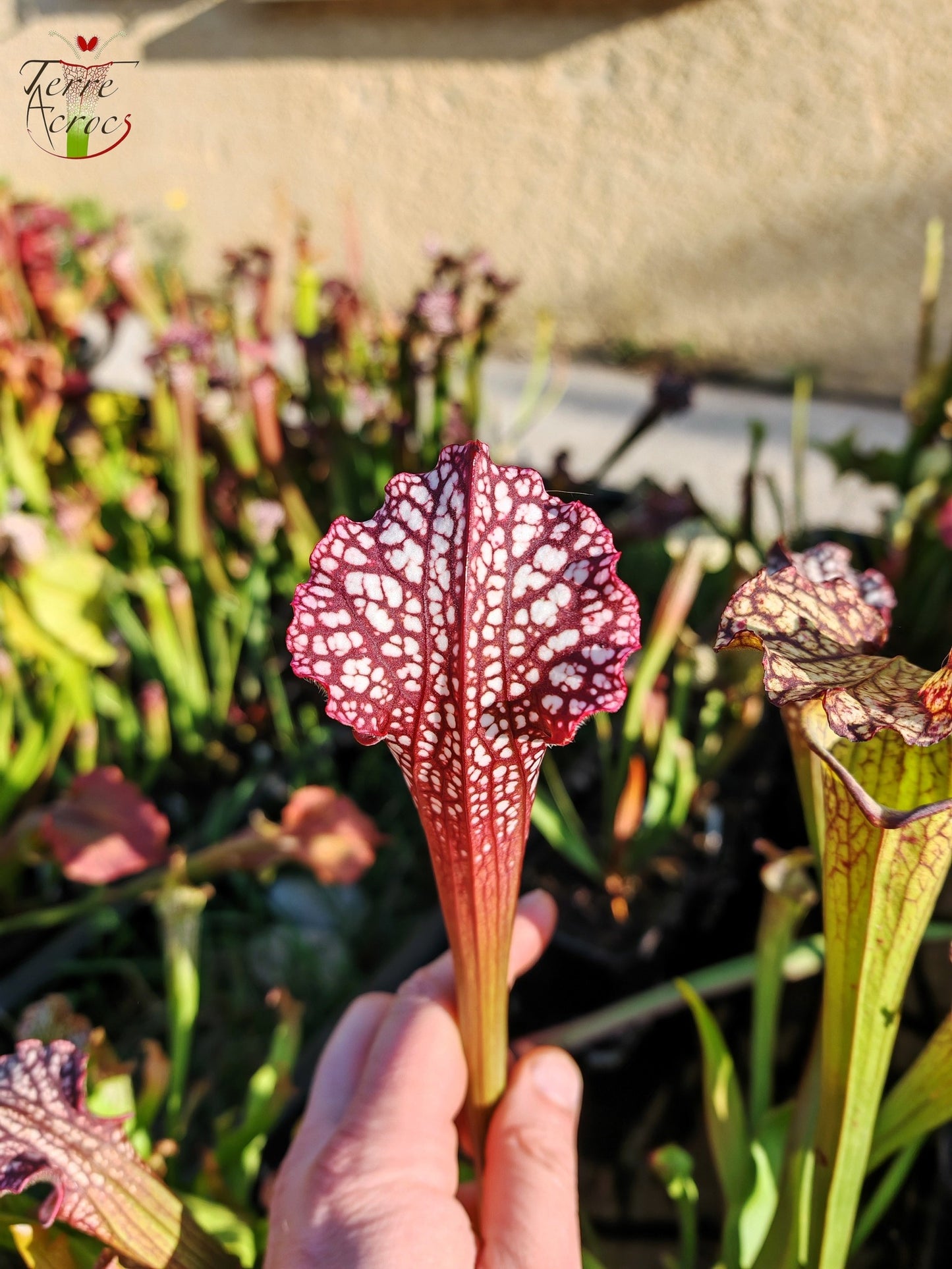 SX39 Sarracenia x Pélican