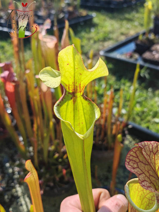 SX41G Sarracenia x (S. x moorei 'Leah Wilkerson' x S. x 'French Kiss')