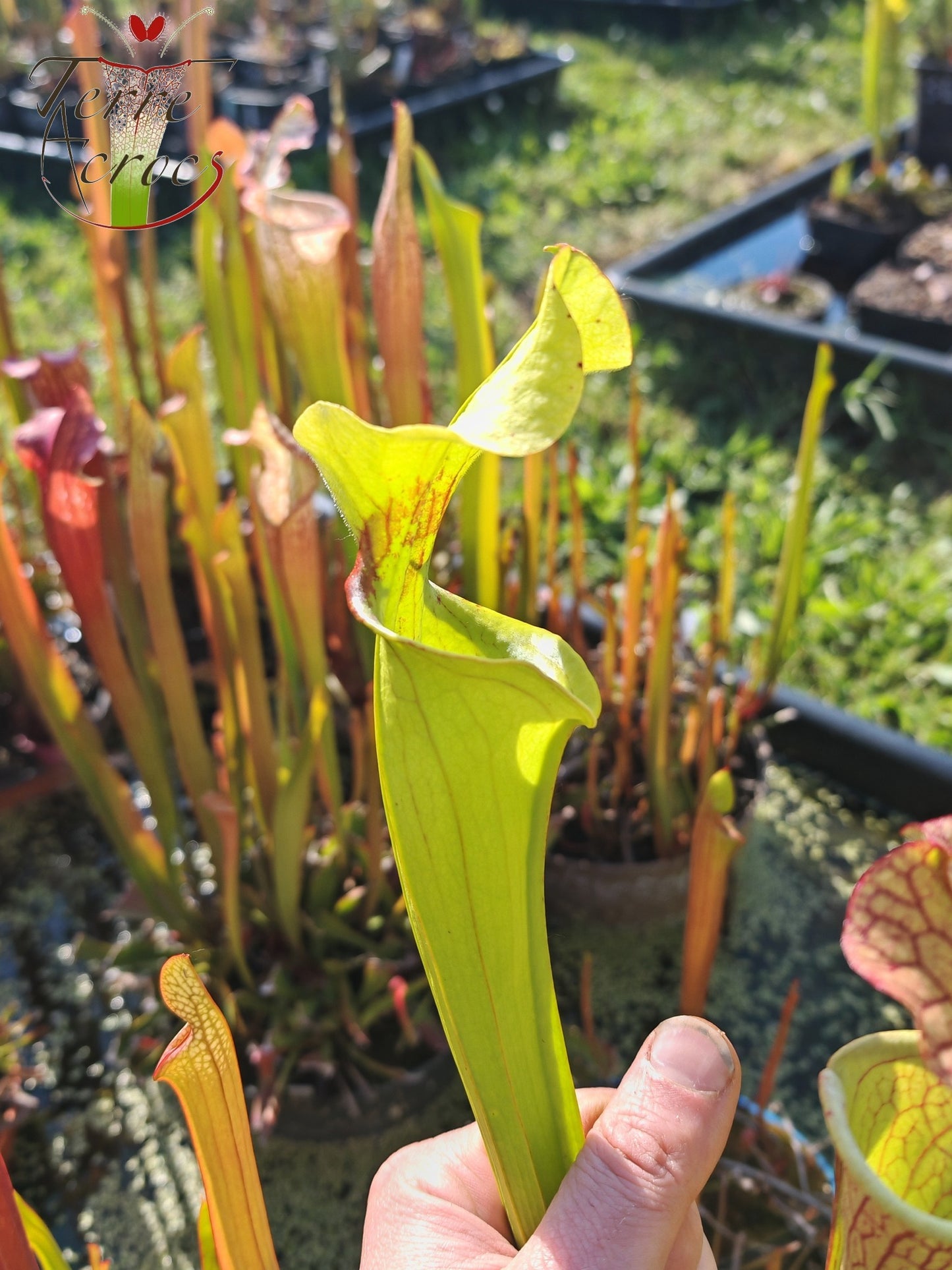 SX41G Sarracenia x (S. x moorei 'Leah Wilkerson' x S. x 'French Kiss')