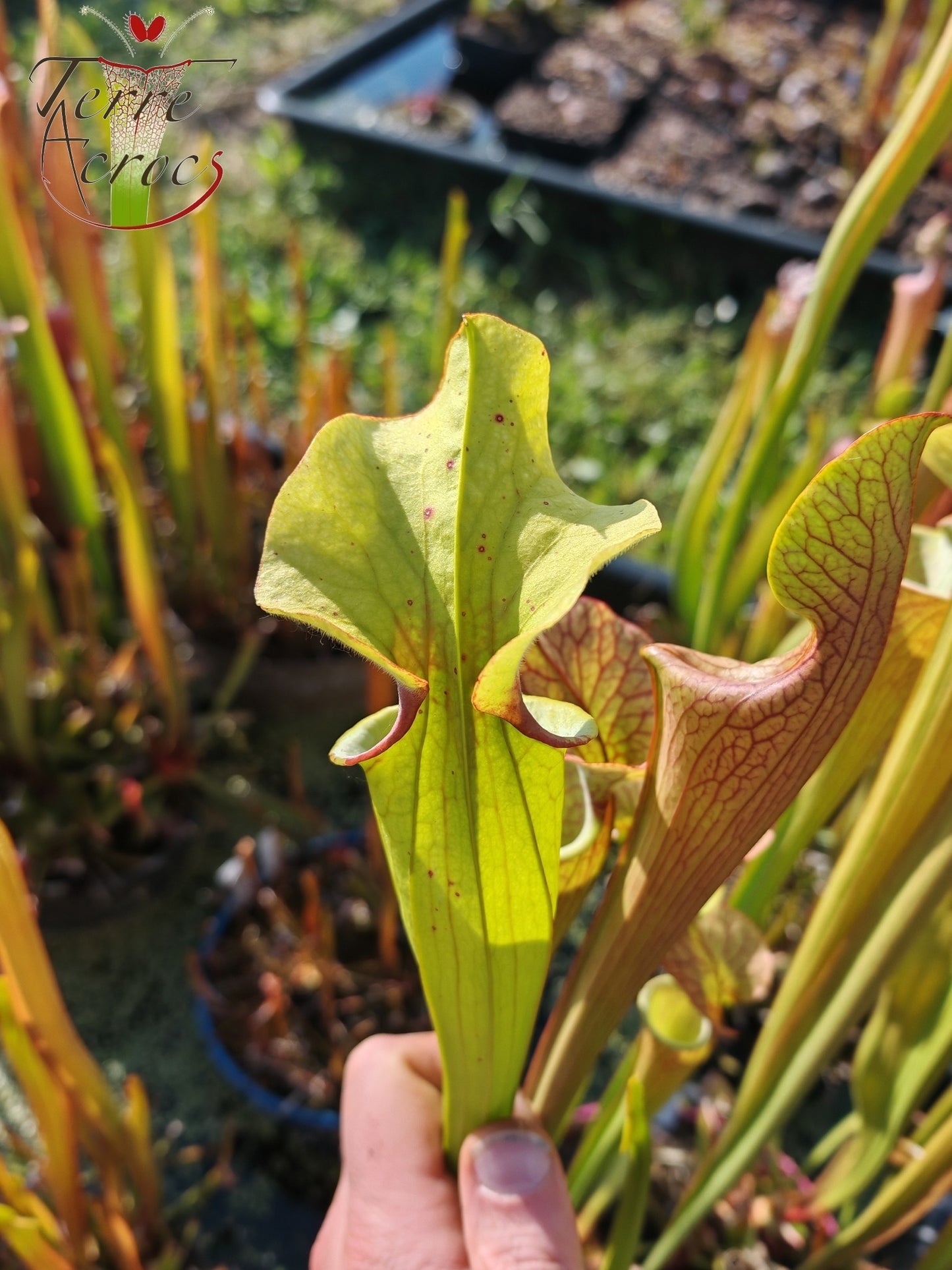 SX41G Sarracenia x (S. x moorei 'Leah Wilkerson' x S. x 'French Kiss')