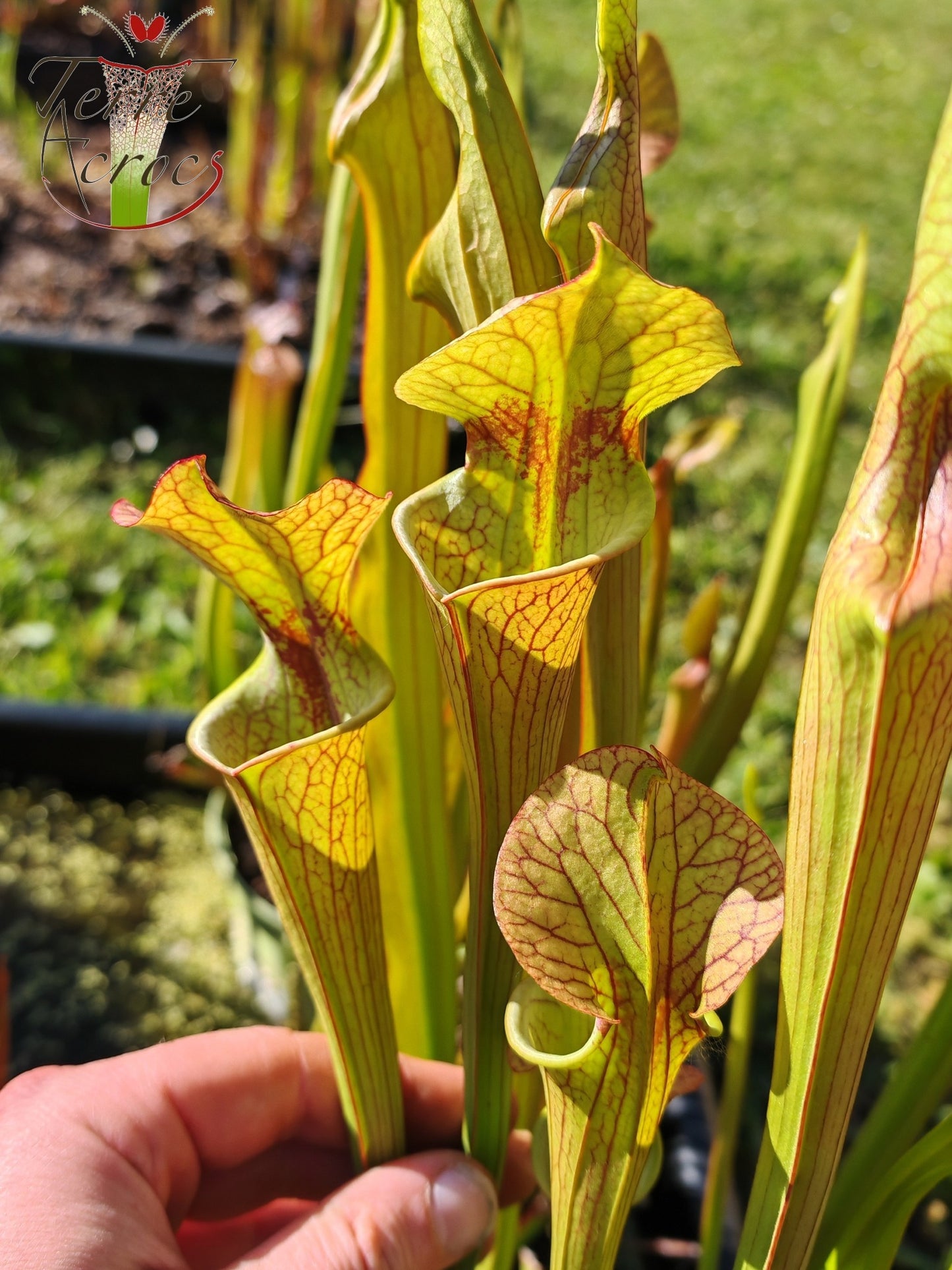 SX41E Sarracenia x (S. x moorei 'Leah Wilkerson' x S. x 'French Kiss') pubescent