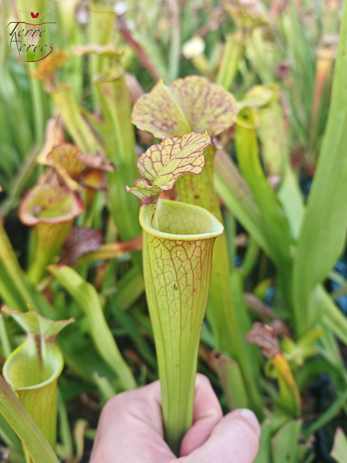 SX41I Sarracenia x (S. x moorei 'Leah Wilkerson' x S. x 'French Kiss')