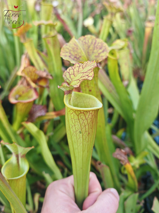 SX41I Sarracenia x (S. x moorei 'Leah Wilkerson' x S. x 'French Kiss')