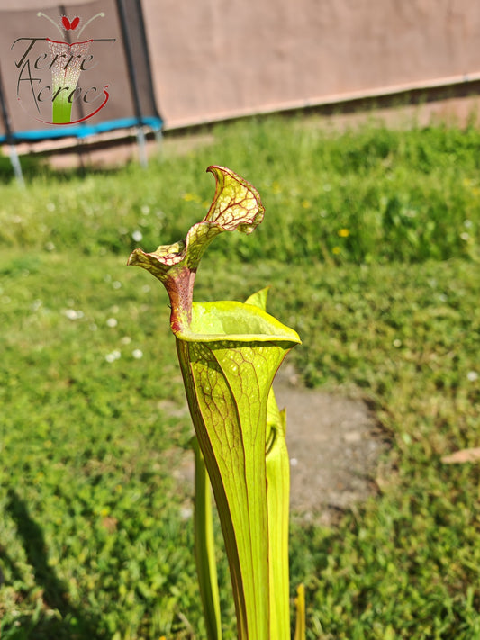 SX41U02 Sarracenia x (S. x moorei 'Leah Wilkerson' x S. x 'French Kiss')