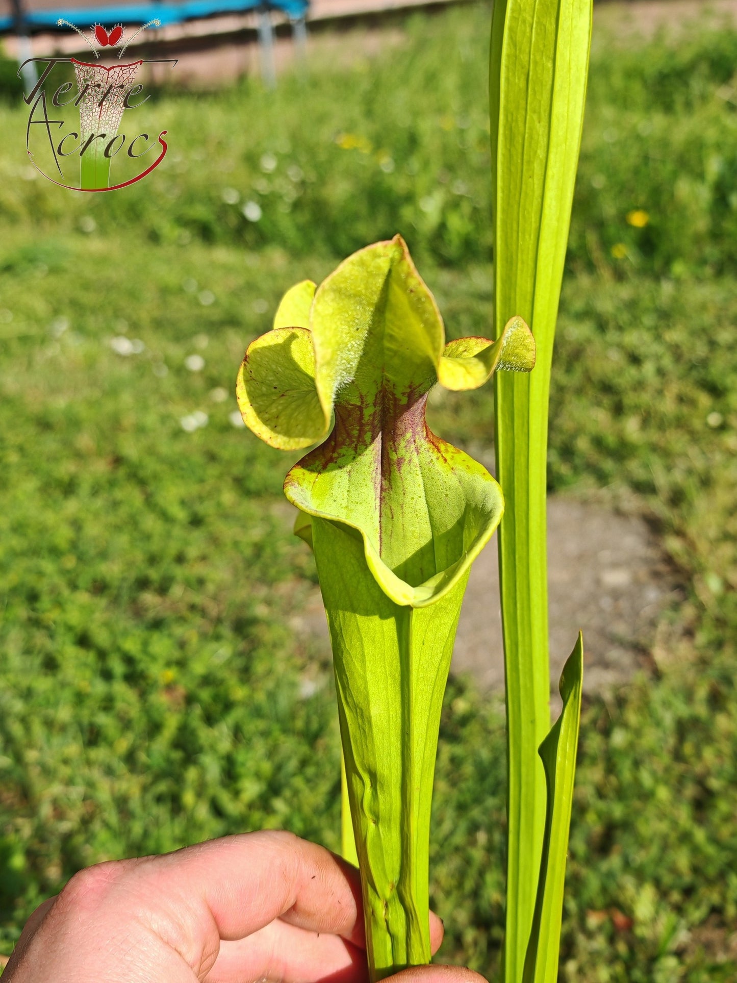 SX41U08-01 Sarracenia x (S. x moorei 'Leah Wilkerson' x S. x 'French Kiss')