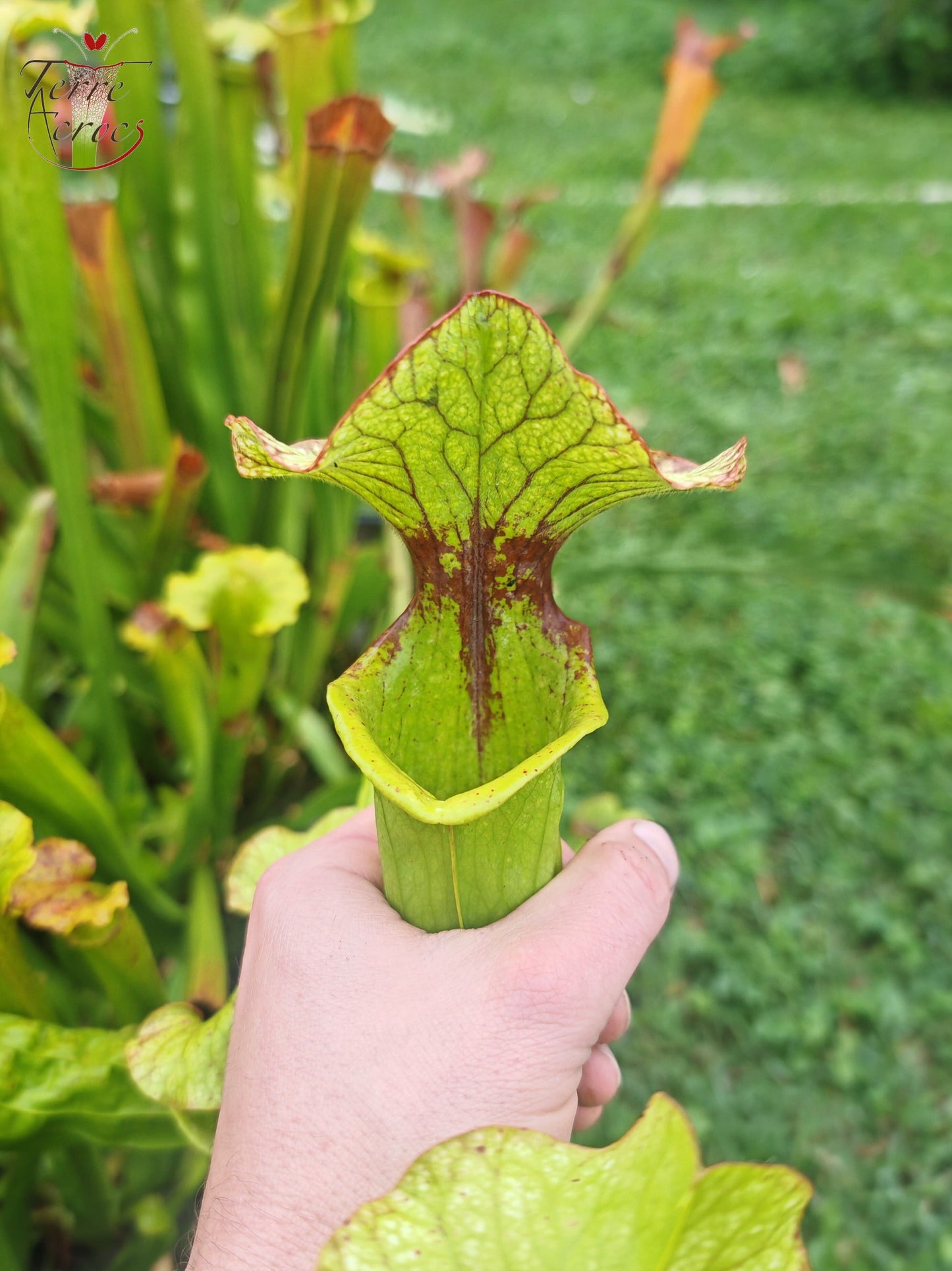 SX41U08-01 Sarracenia x (S. x moorei 'Leah Wilkerson' x S. x 'French Kiss')