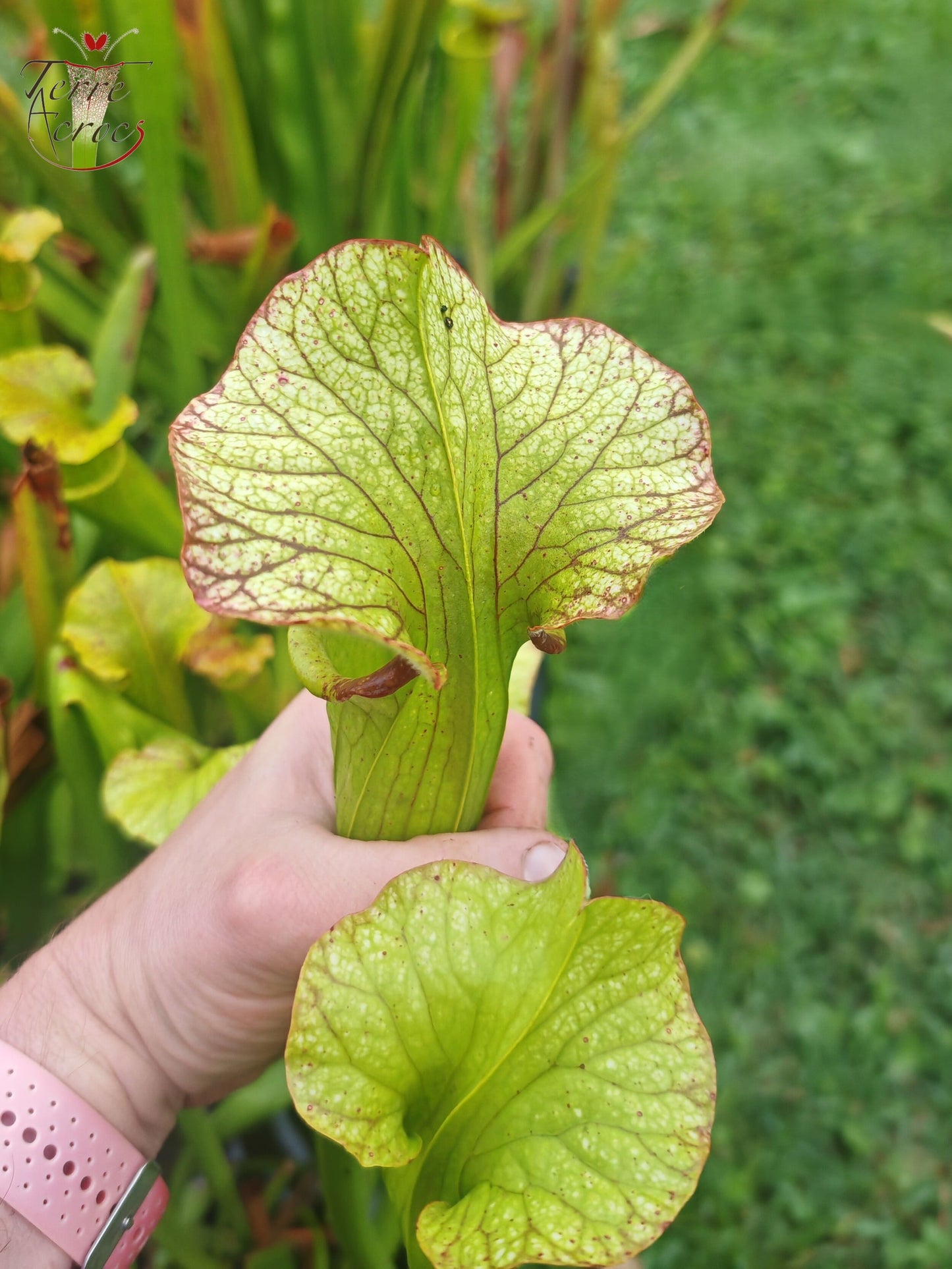 SX41U08-01 Sarracenia x (S. x moorei 'Leah Wilkerson' x S. x 'French Kiss')