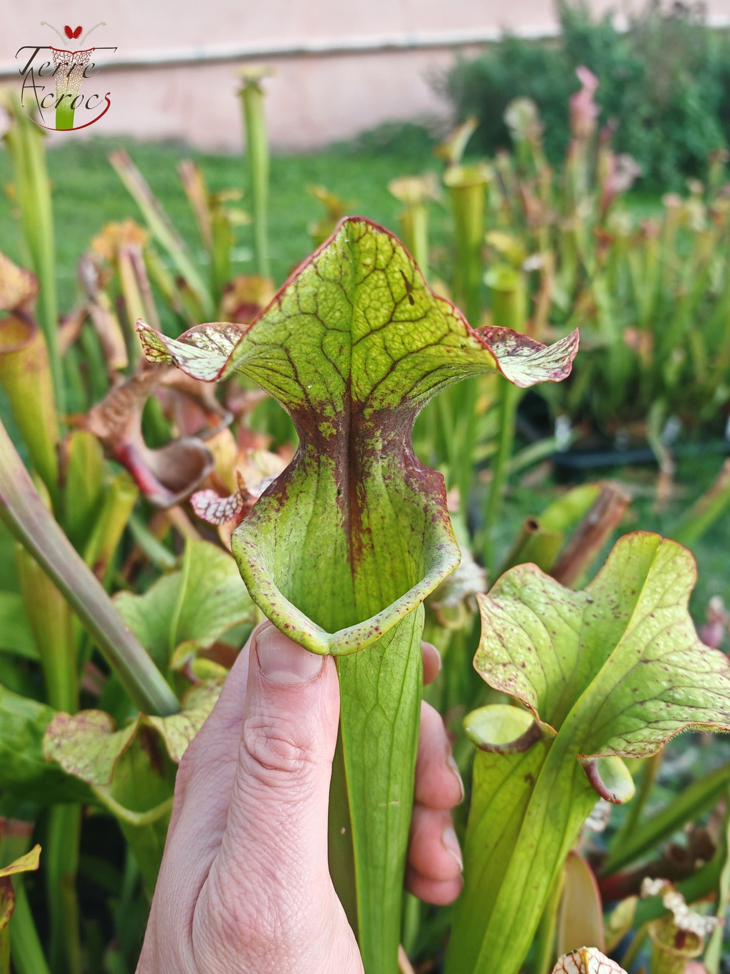SX41U08-01 Sarracenia x (S. x moorei 'Leah Wilkerson' x S. x 'French Kiss')