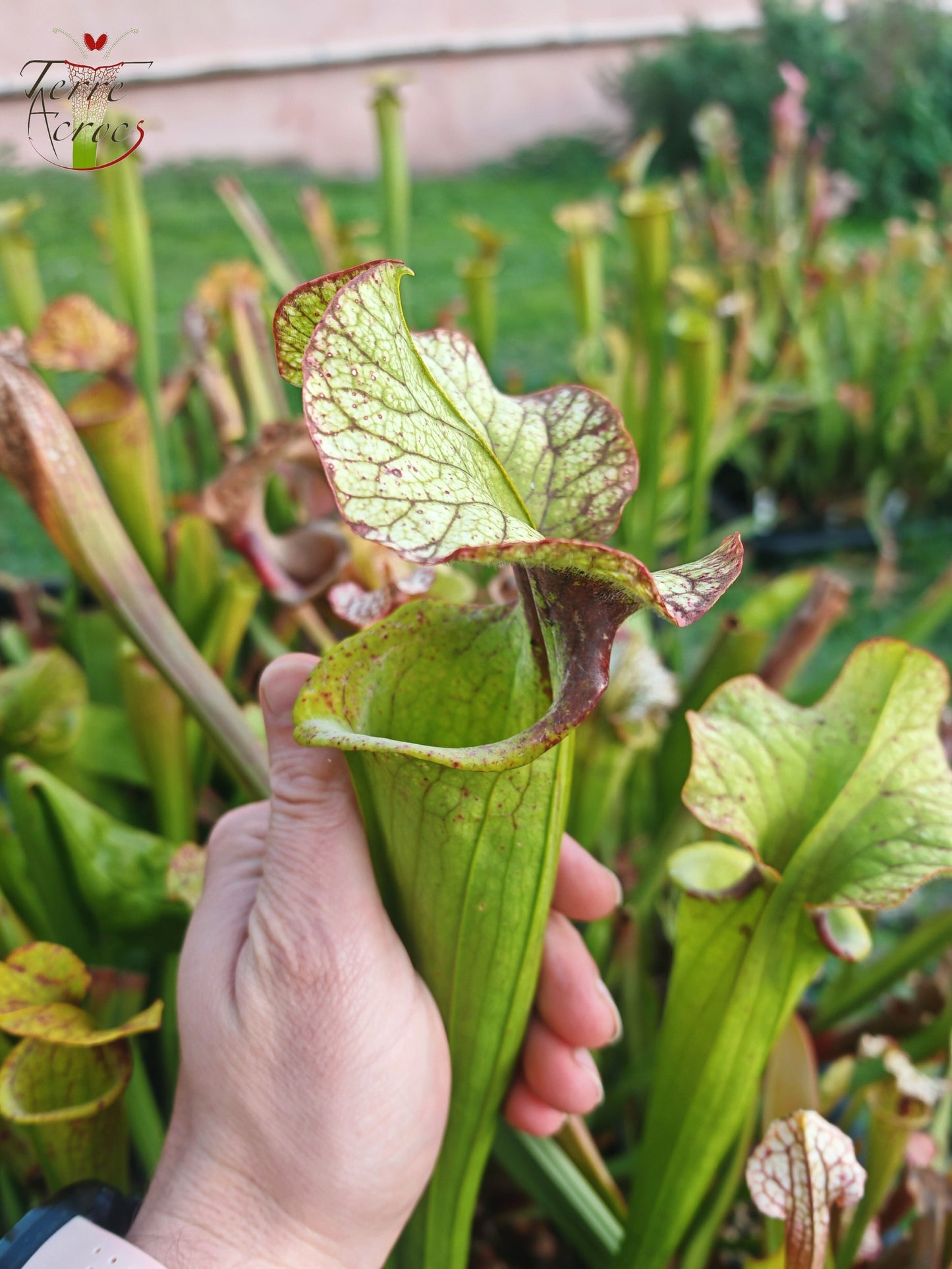 SX41U08-01 Sarracenia x (S. x moorei 'Leah Wilkerson' x S. x 'French Kiss')