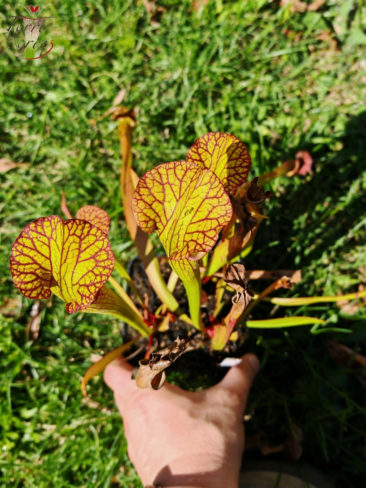 SX41U08 Sarracenia x (S. x moorei 'Leah Wilkerson' x S. x 'French Kiss')