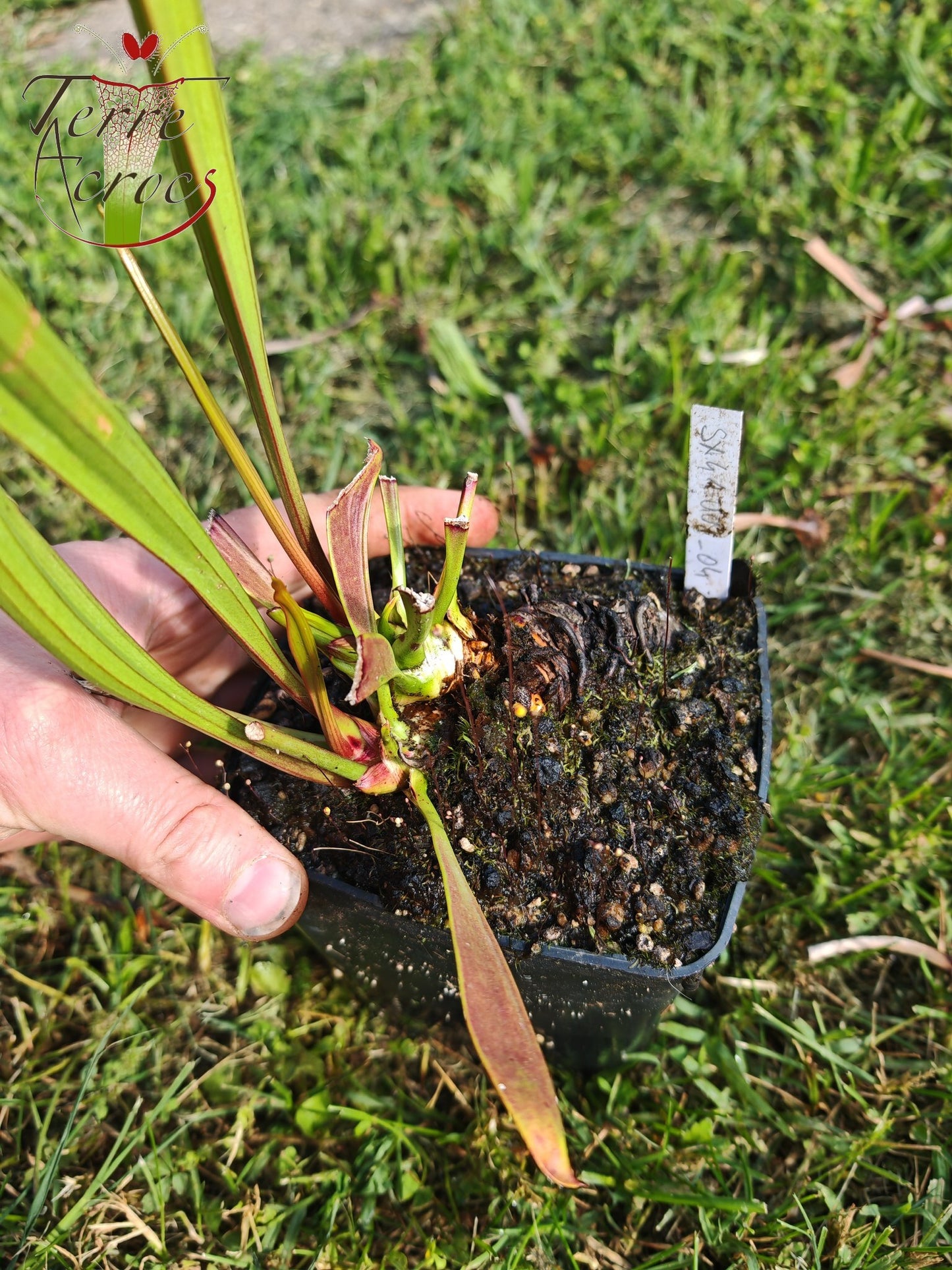 SX41U08-04 Sarracenia x (S. x moorei 'Leah Wilkerson' x S. x 'French Kiss')