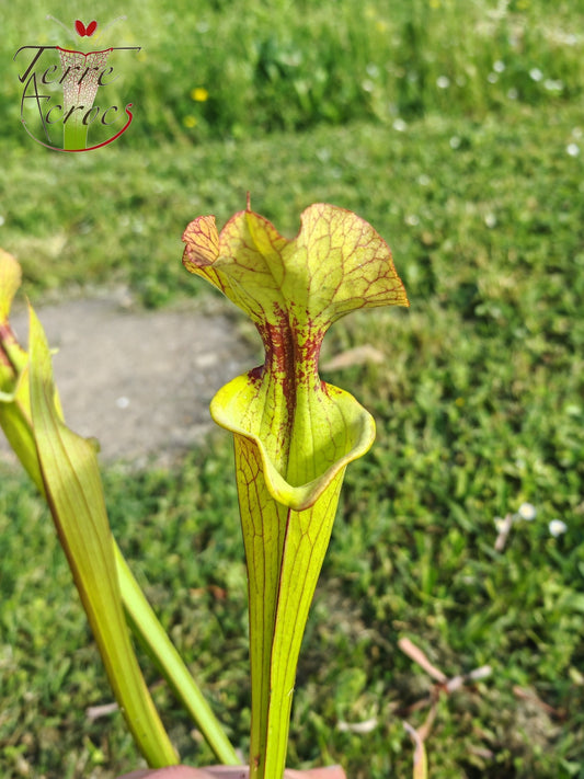 SX41U08-08/09 Sarracenia x (S. x moorei 'Leah Wilkerson' x S. x 'French Kiss')