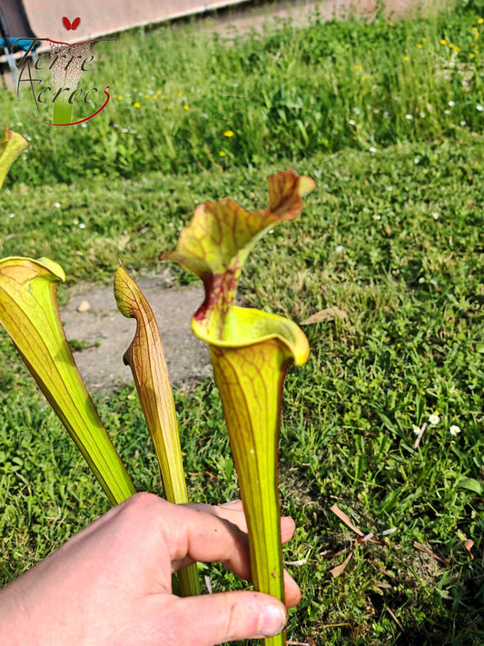 SX41U08-08/09 Sarracenia x (S. x moorei 'Leah Wilkerson' x S. x 'French Kiss')