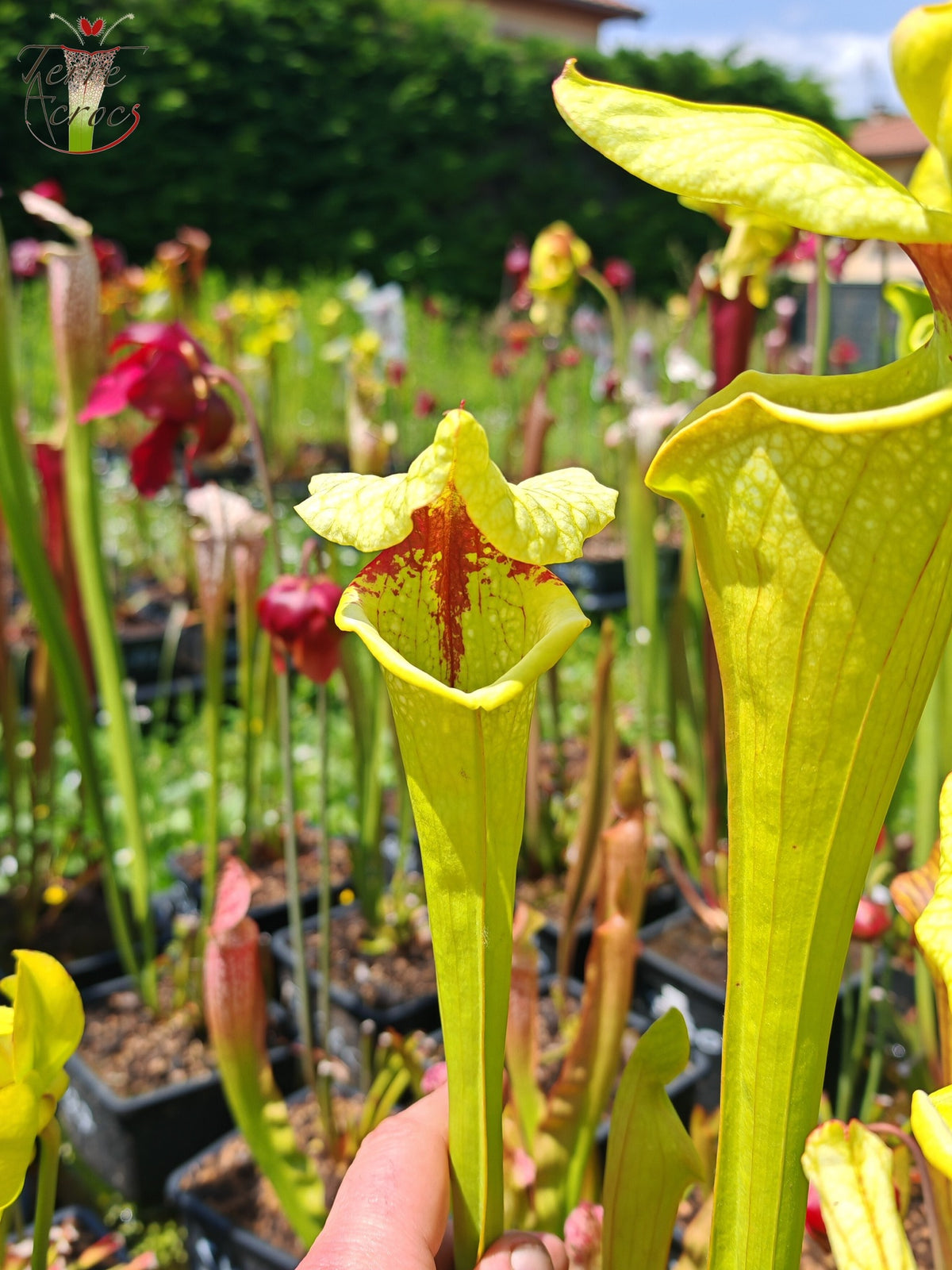 Semillas de Sarracenia 2025 (SX41a x OP)