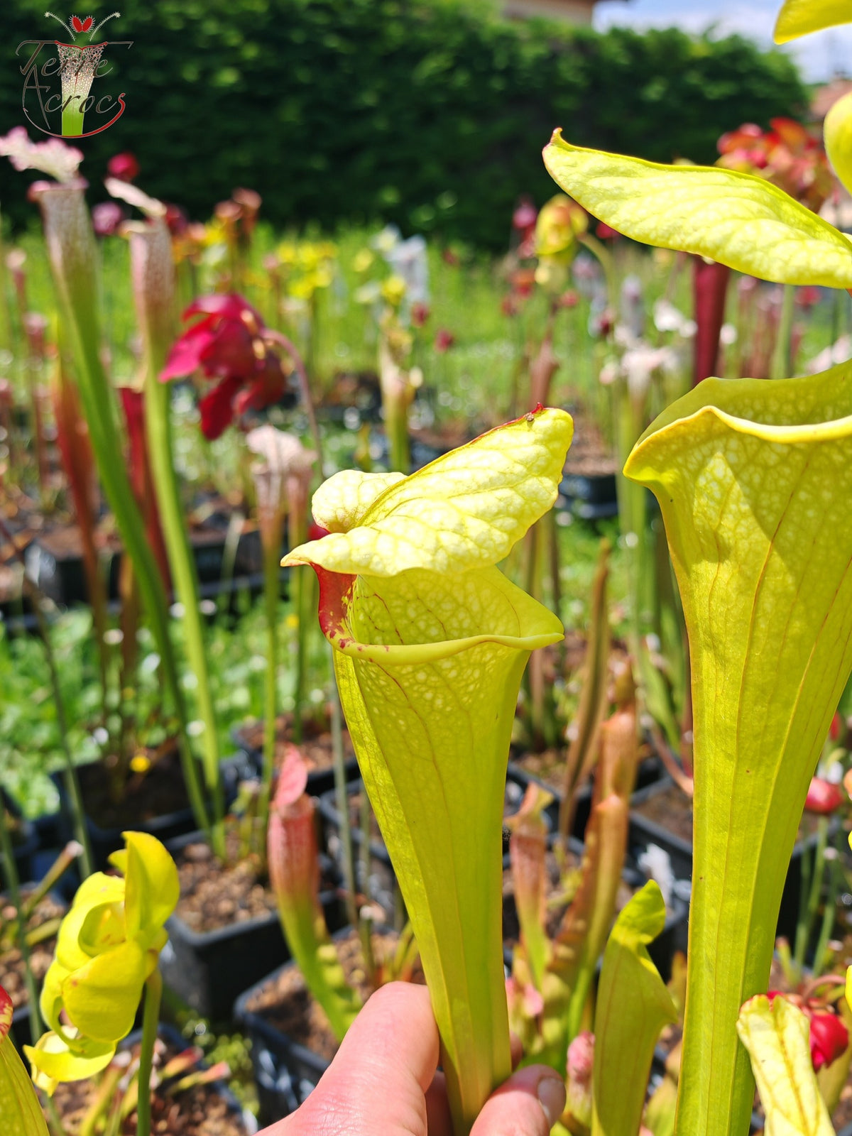 Semillas de Sarracenia 2025 (SX41a x OP)