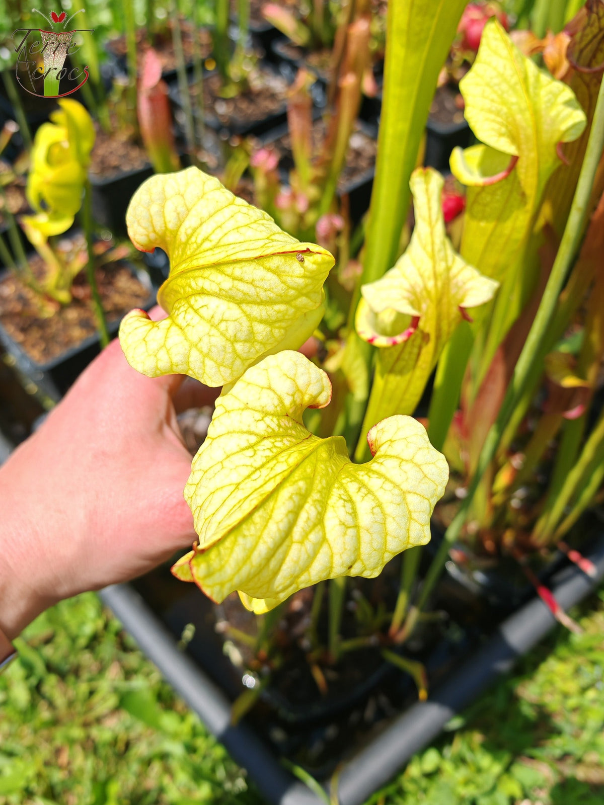 Semillas de Sarracenia 2025 (SX41a x OP)