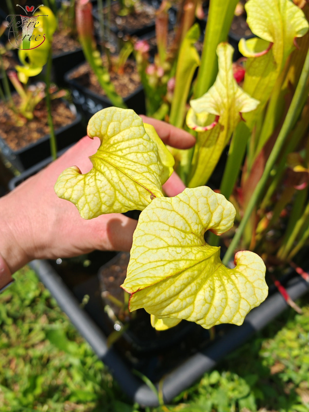 Semillas de Sarracenia 2025 (SX41a x OP)