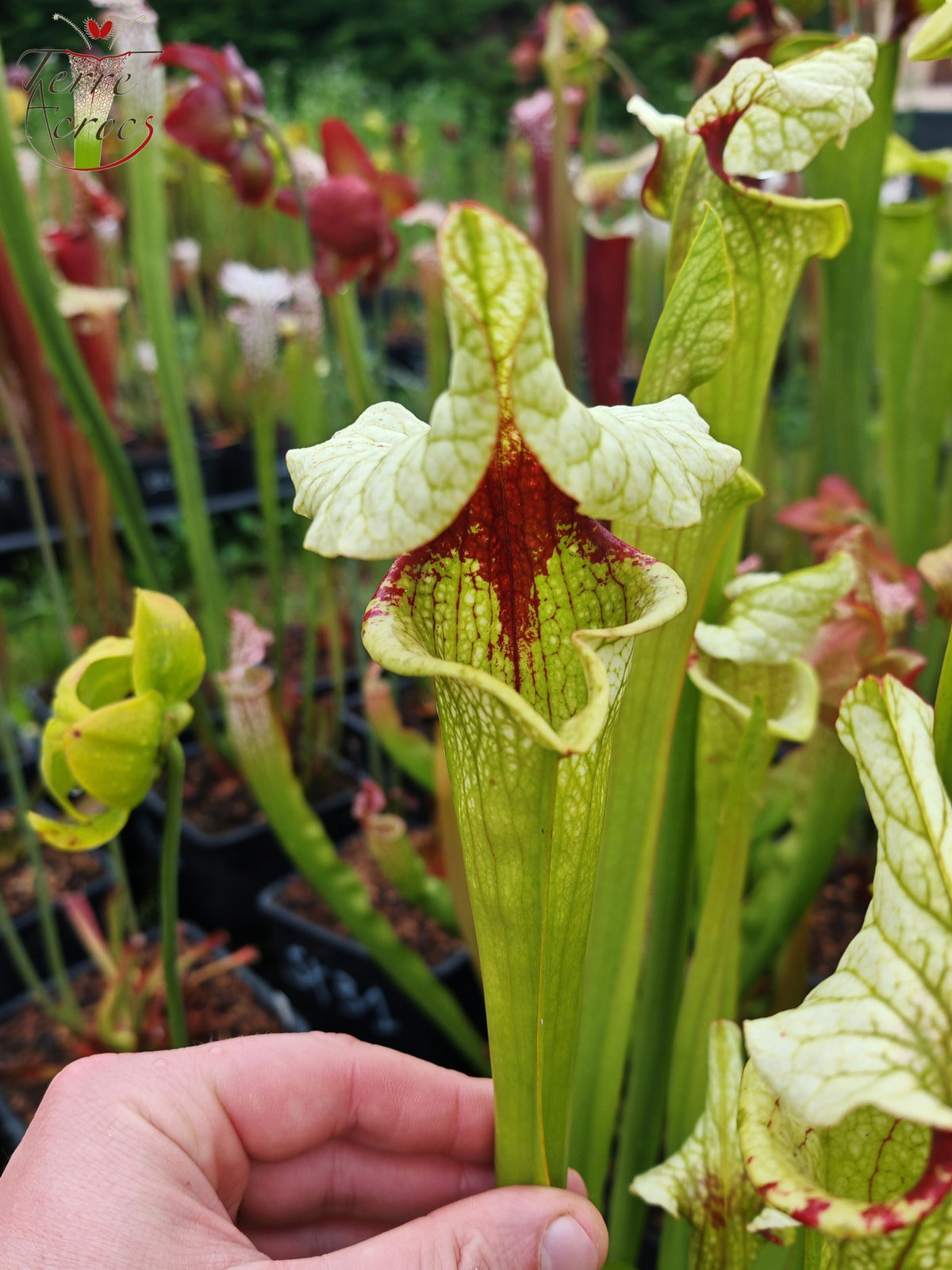 Semillas de Sarracenia 2025 (SX41a x OP)