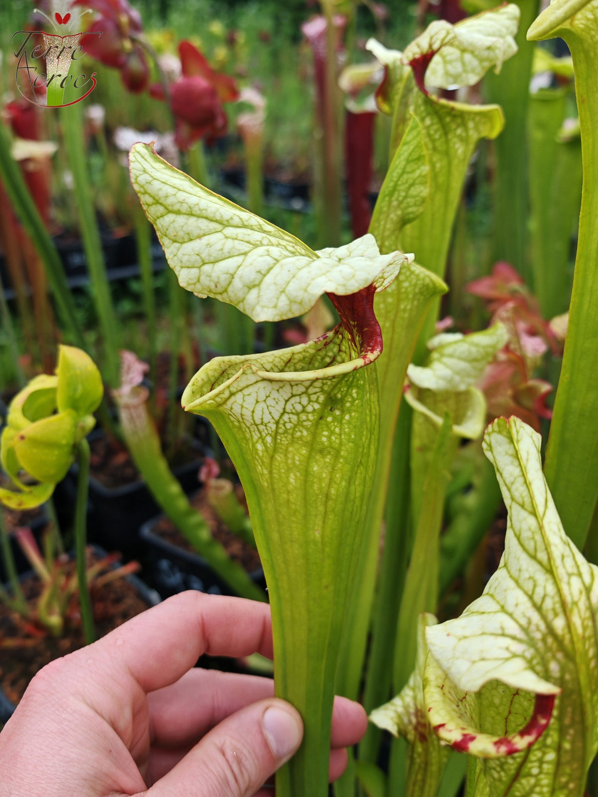 Semillas de Sarracenia 2025 (SX41a x OP)